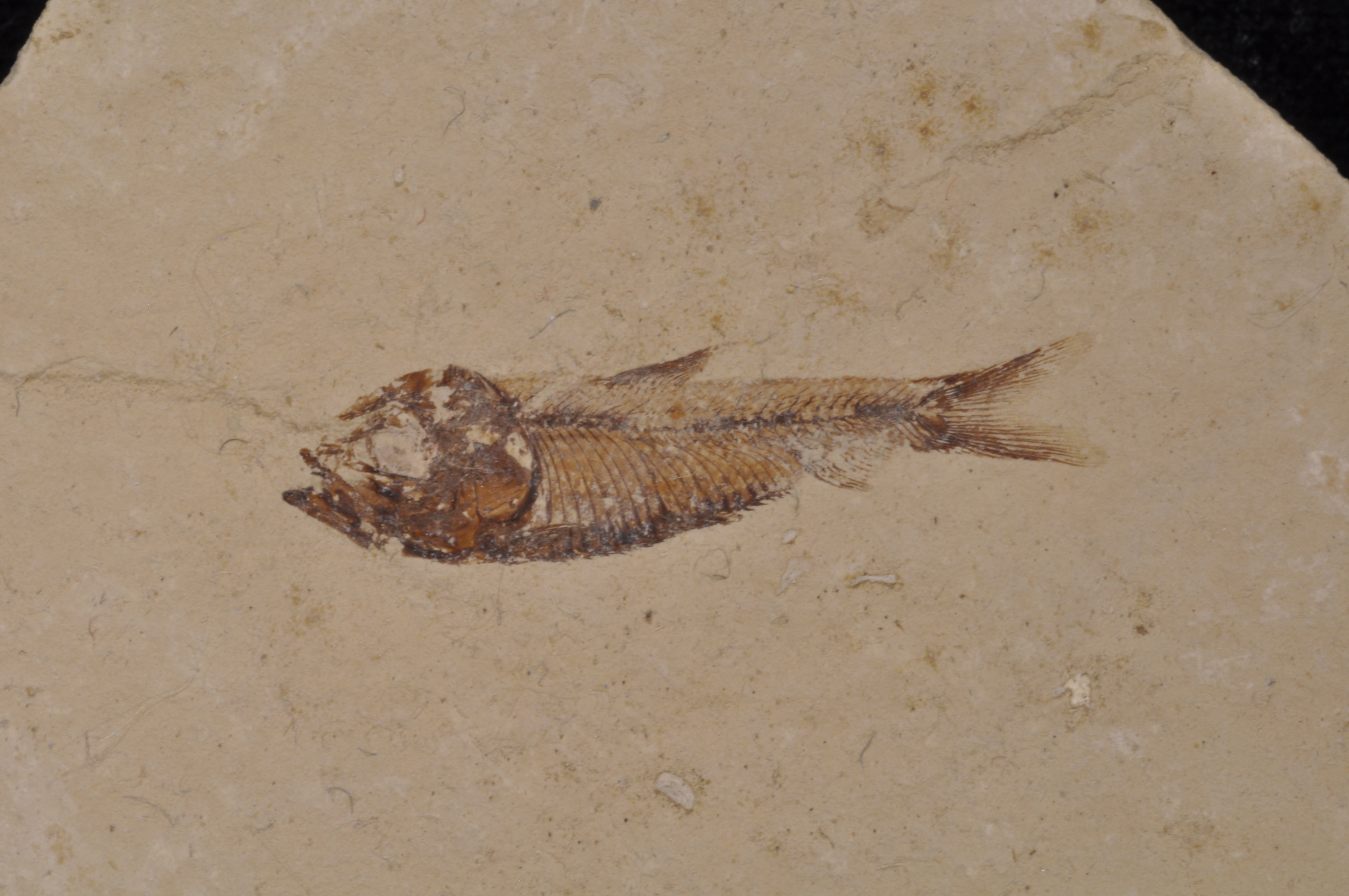 Gosuitichthys