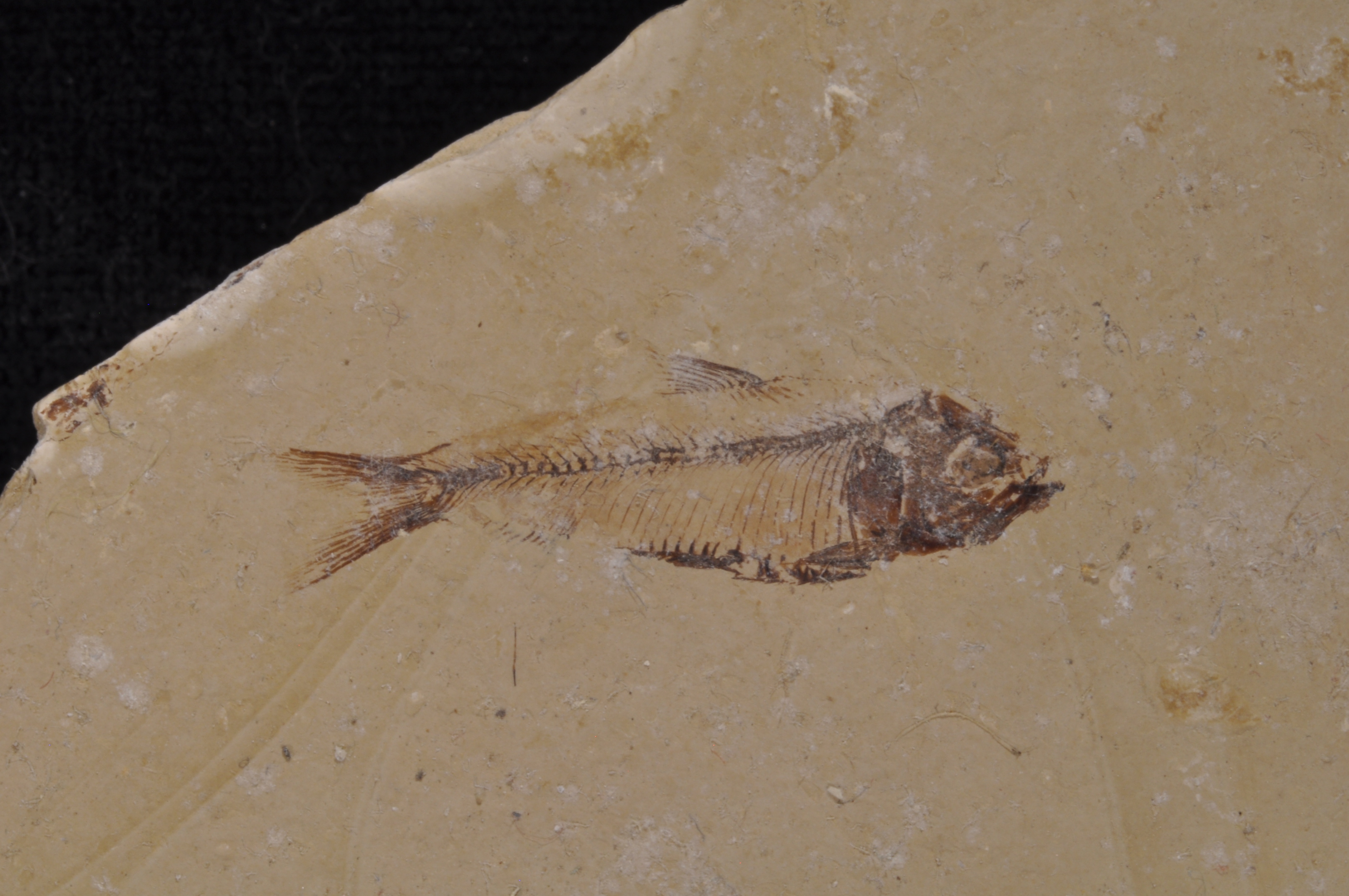 Gosuitichthys