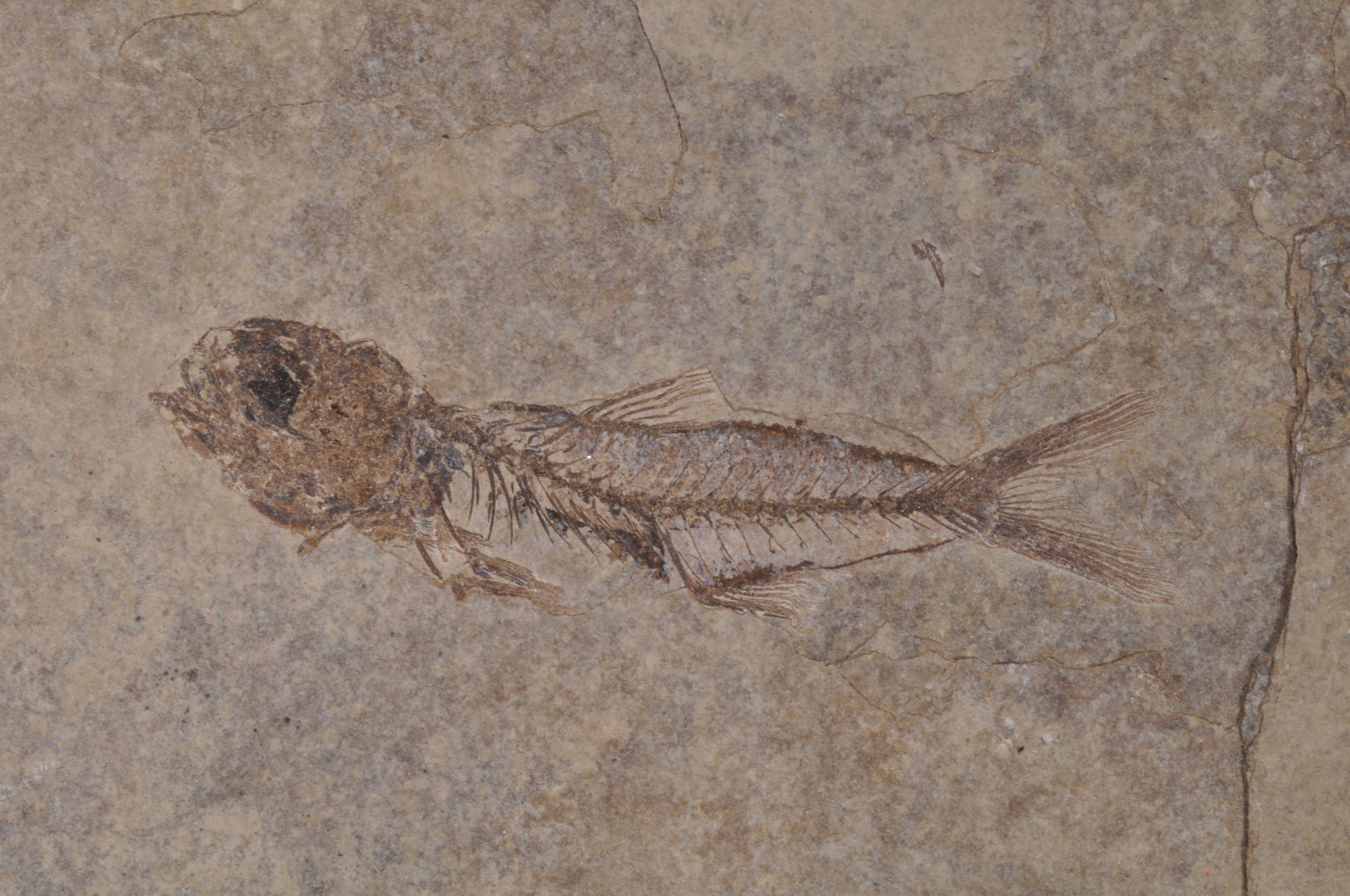 Erismatopterus