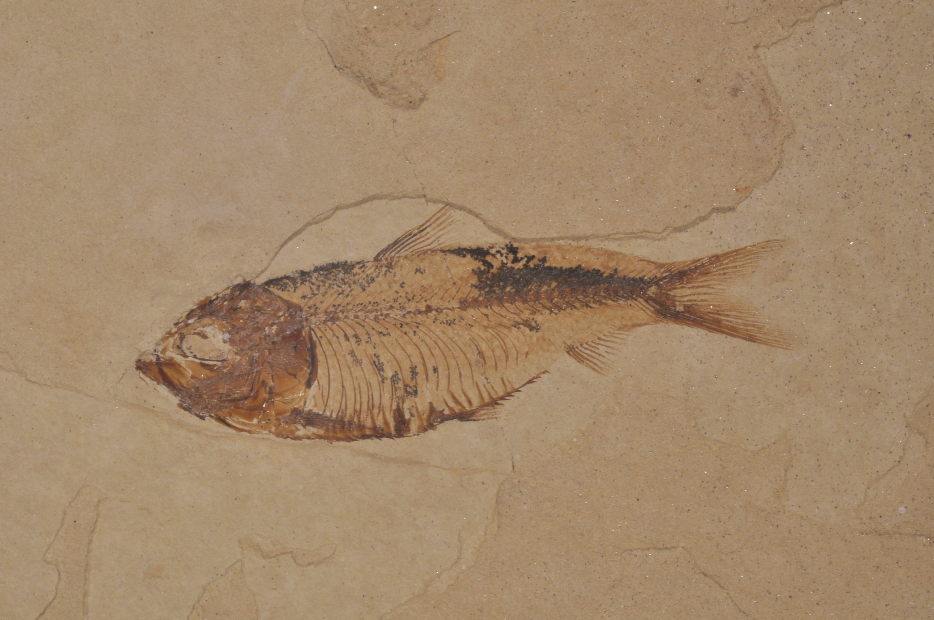 Gosuitichthys