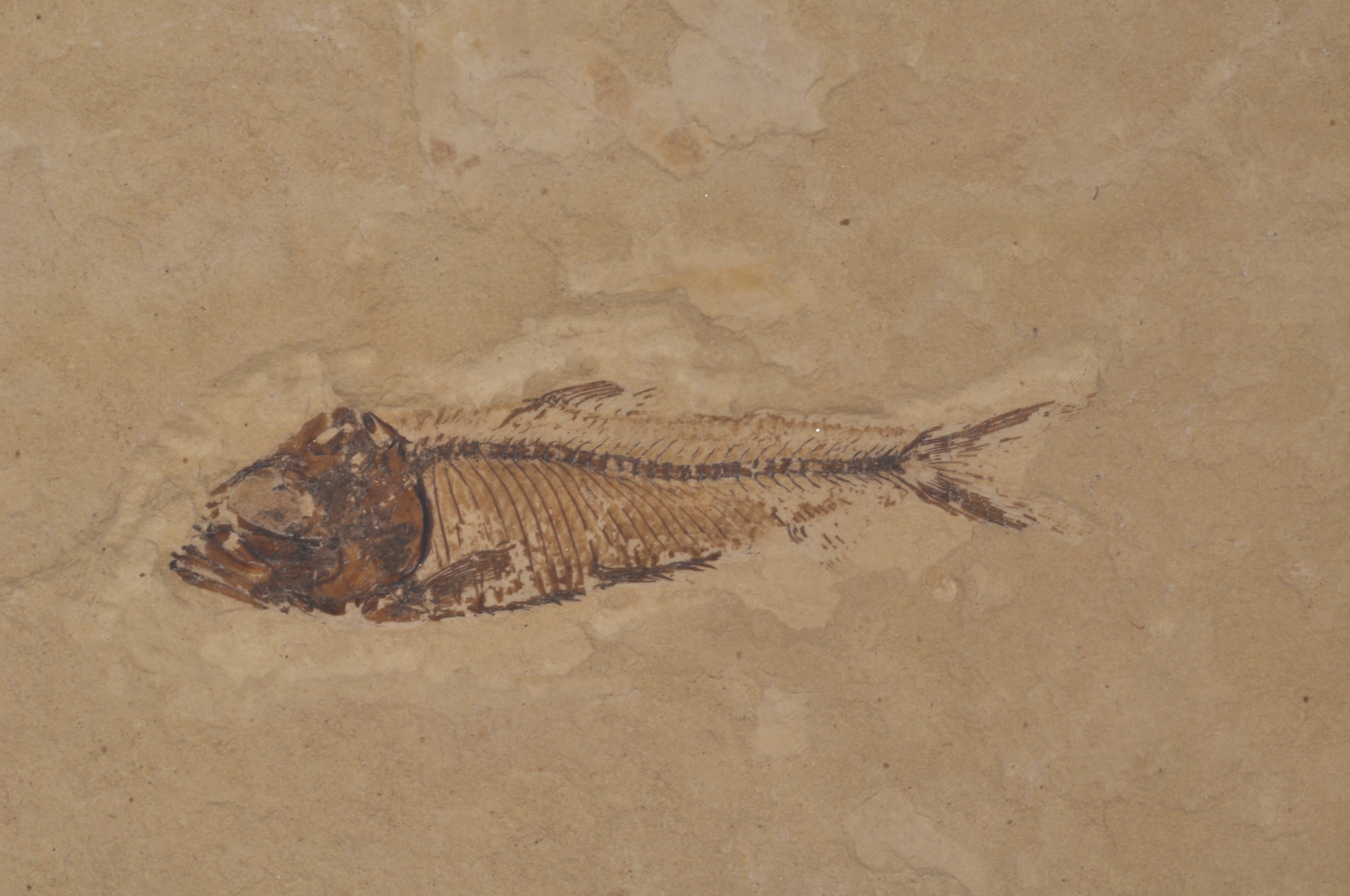 Gosuitichthys