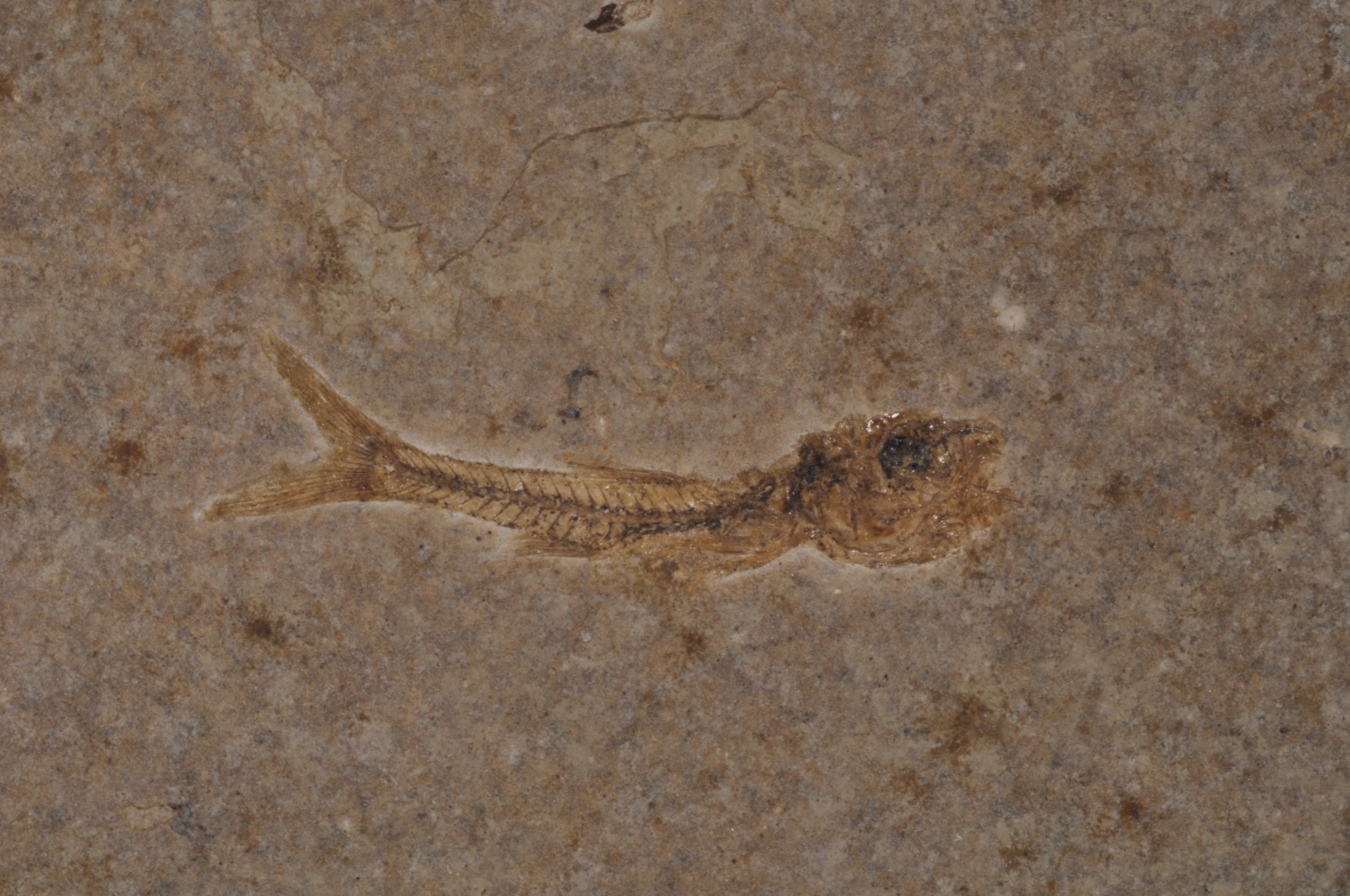 Erismatopterus