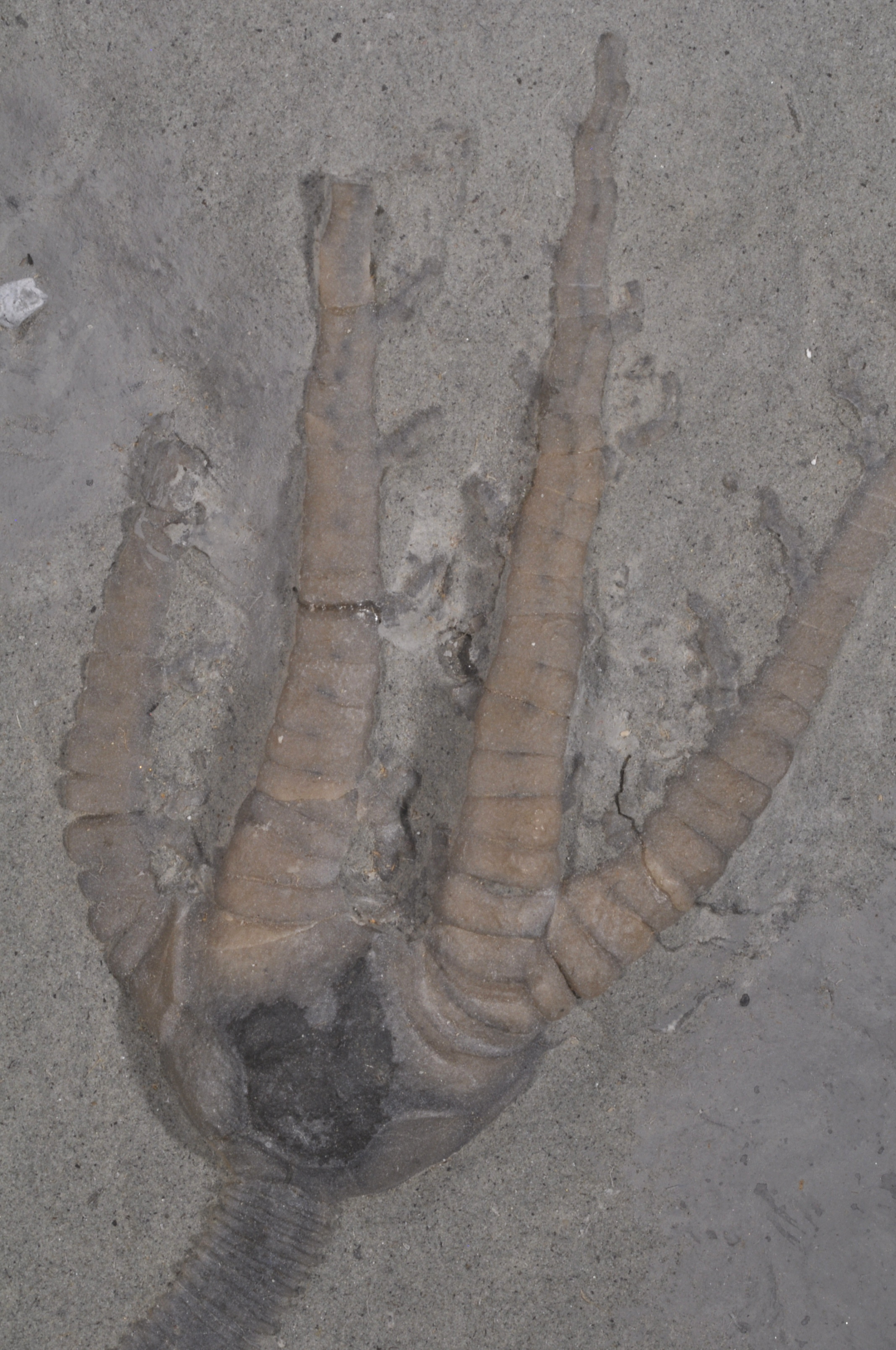 Barycrinus