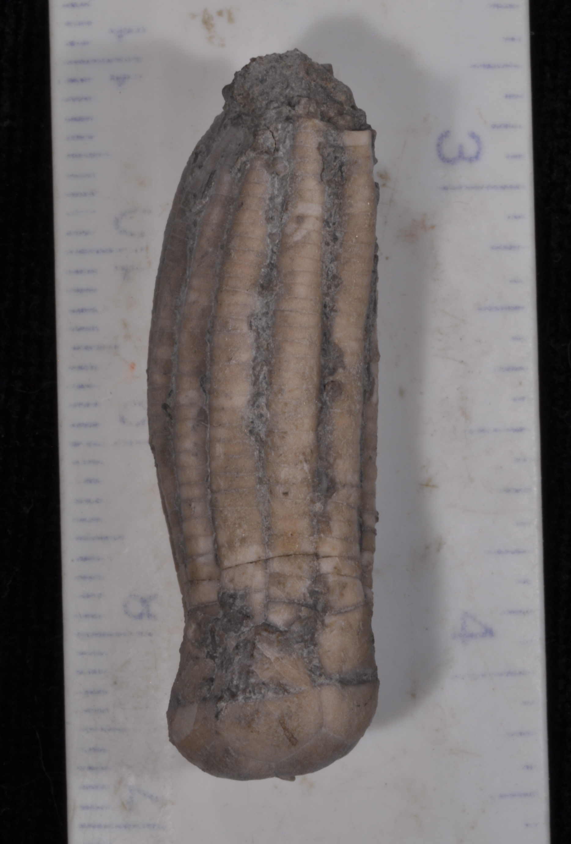 Phanocrinus