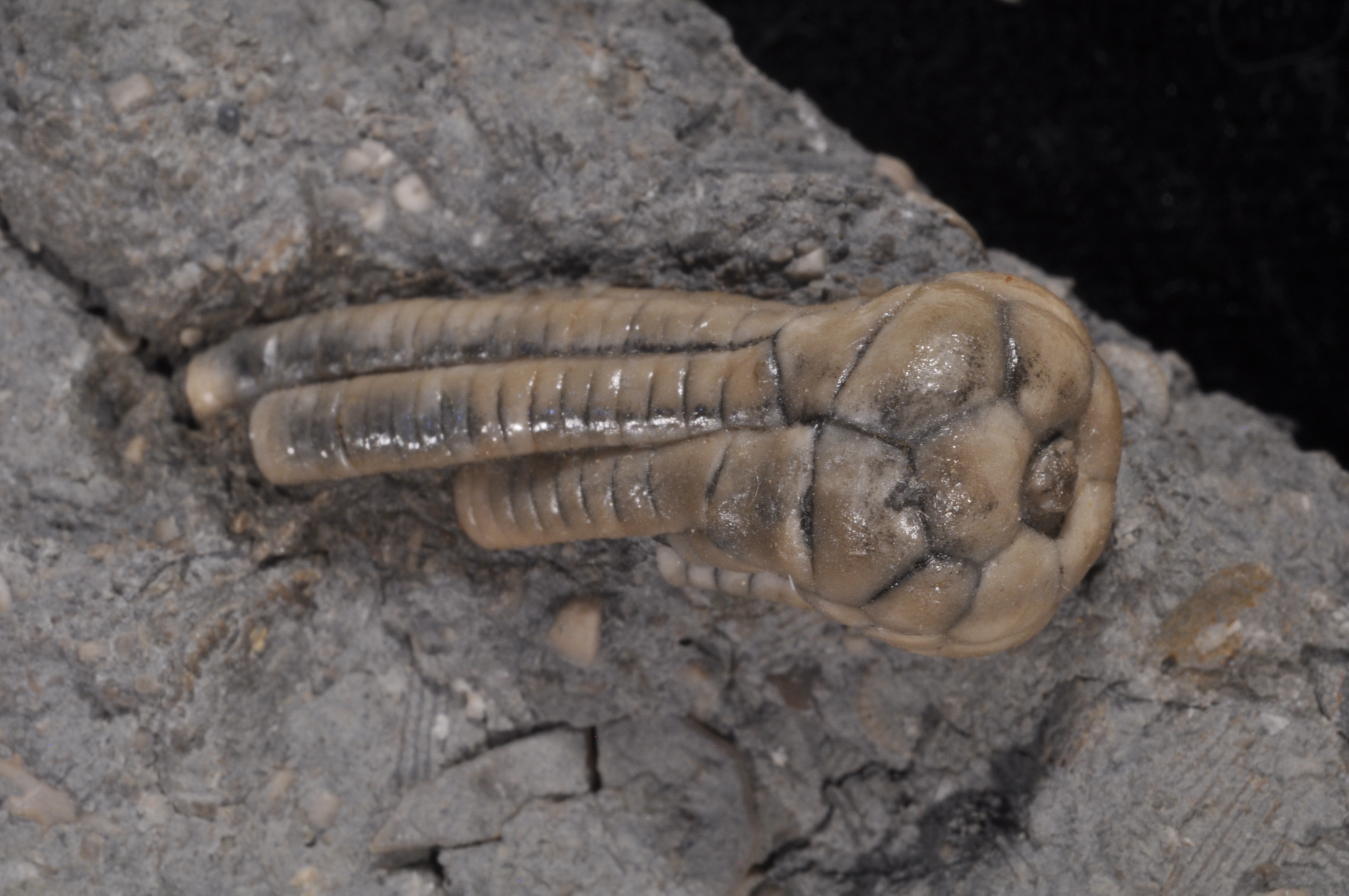 Phanocrinus