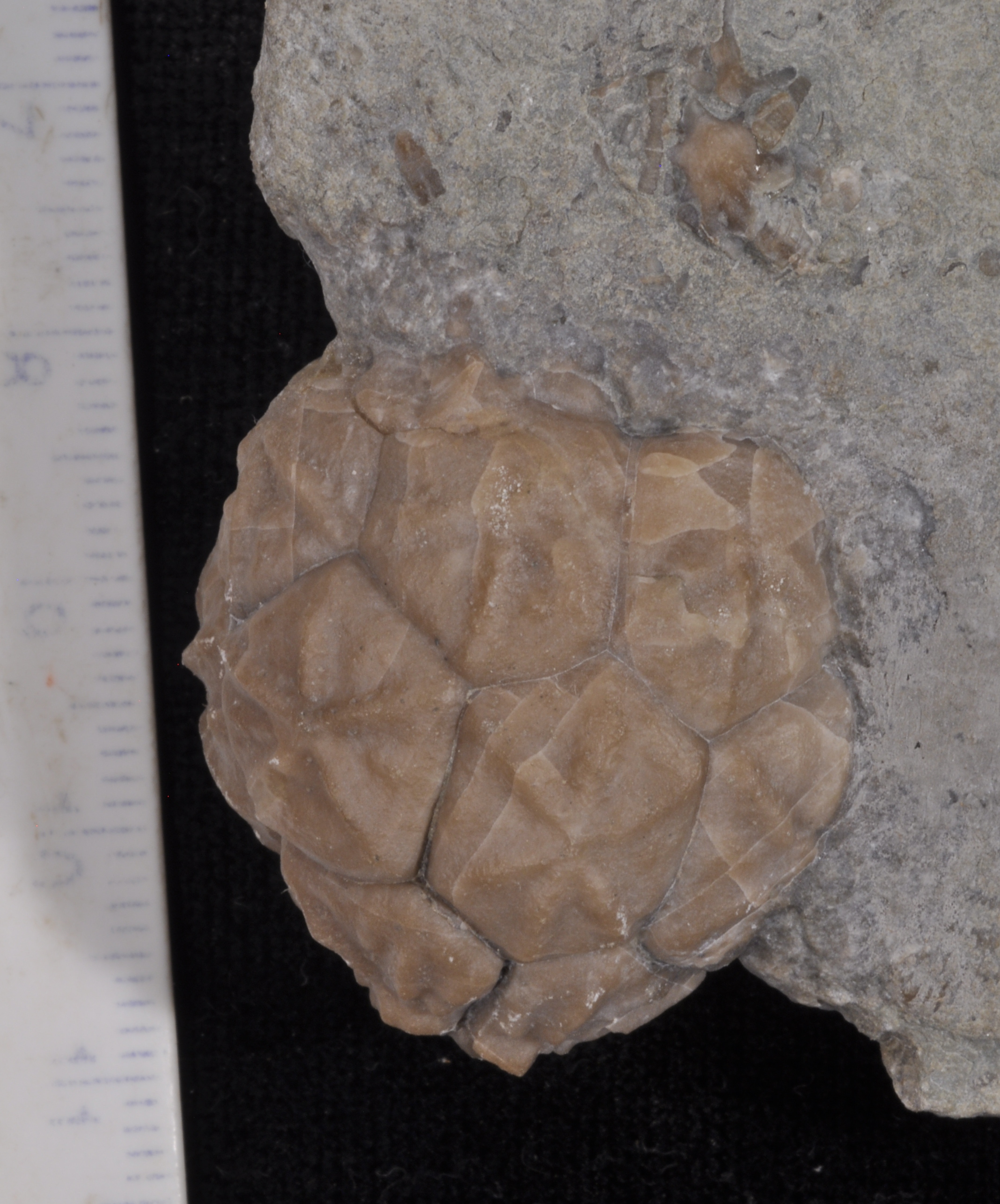 Caryocrinites