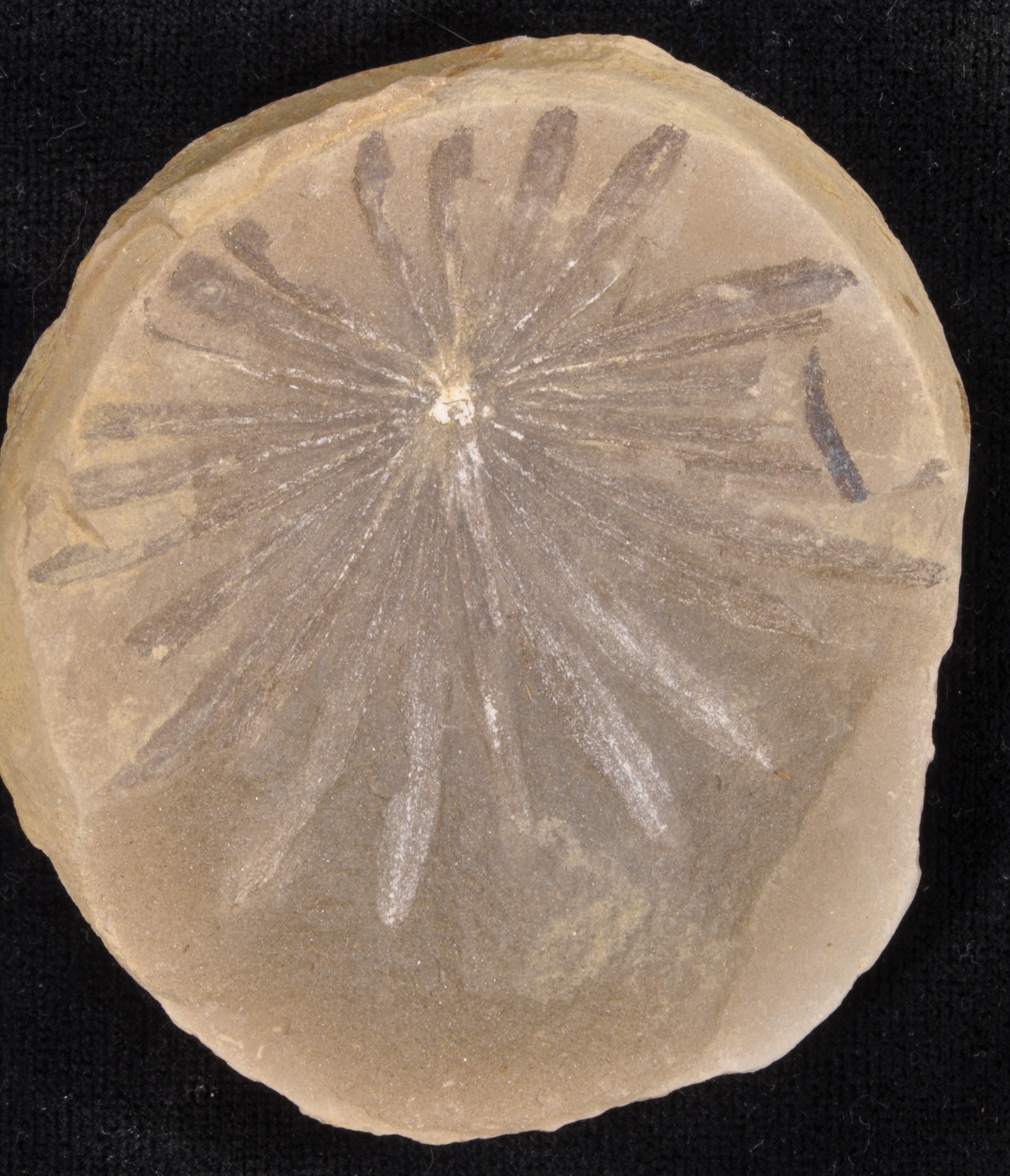 Annularia