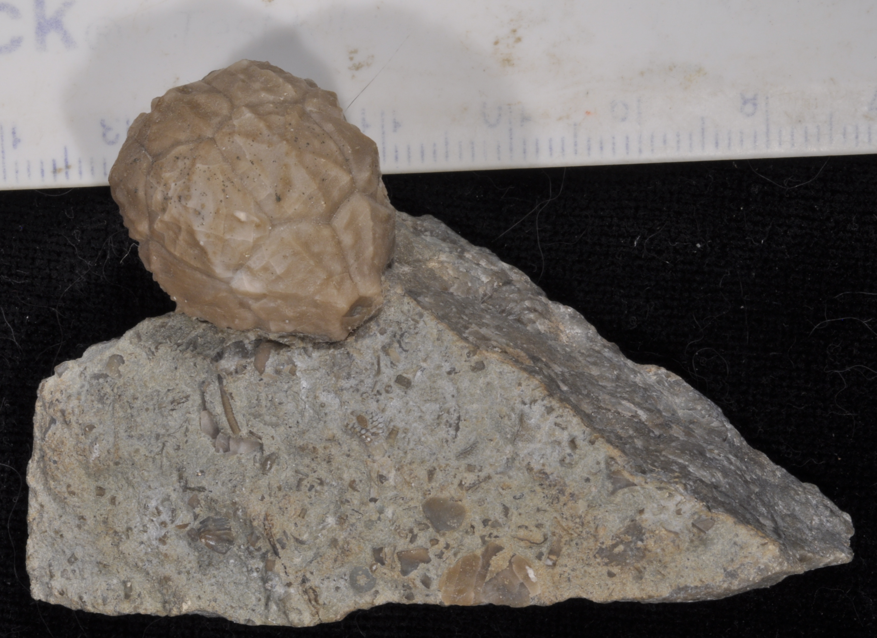 Caryocrinites