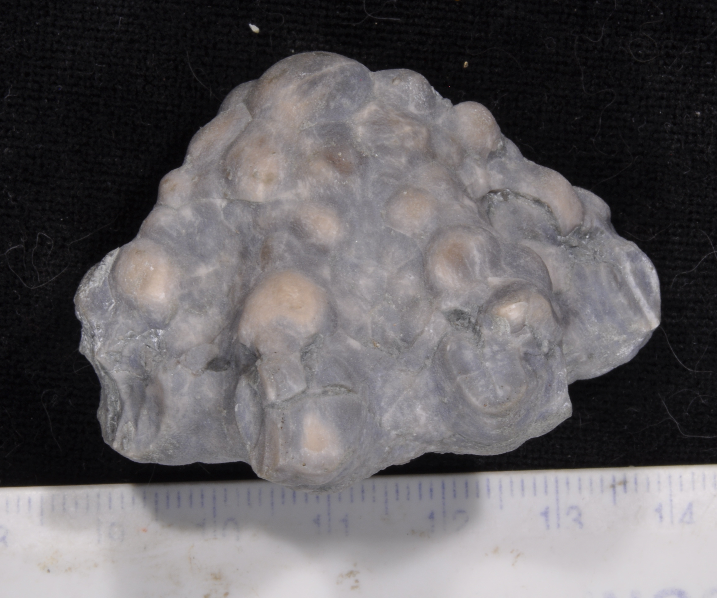 Alloprosallocrinus
