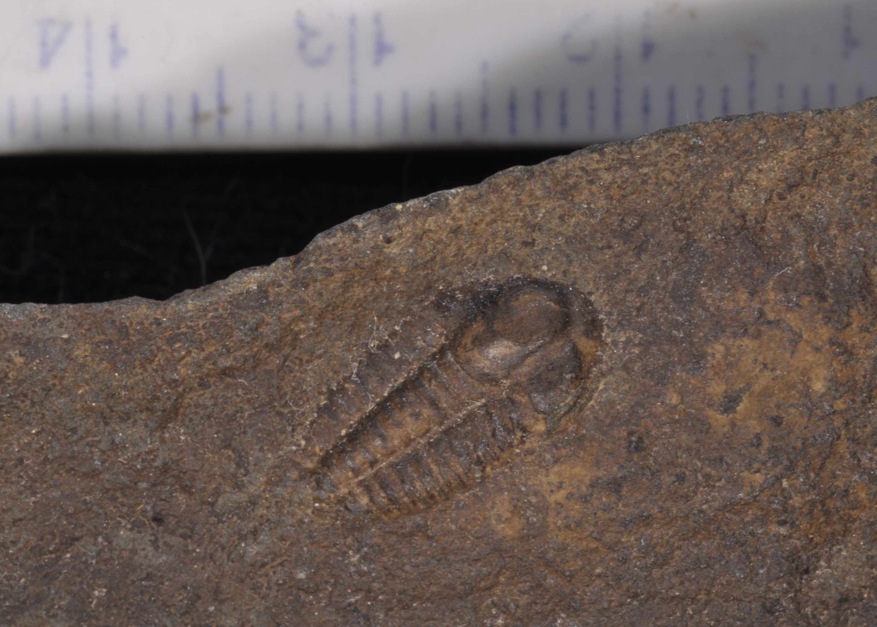 Ellipsocephalus