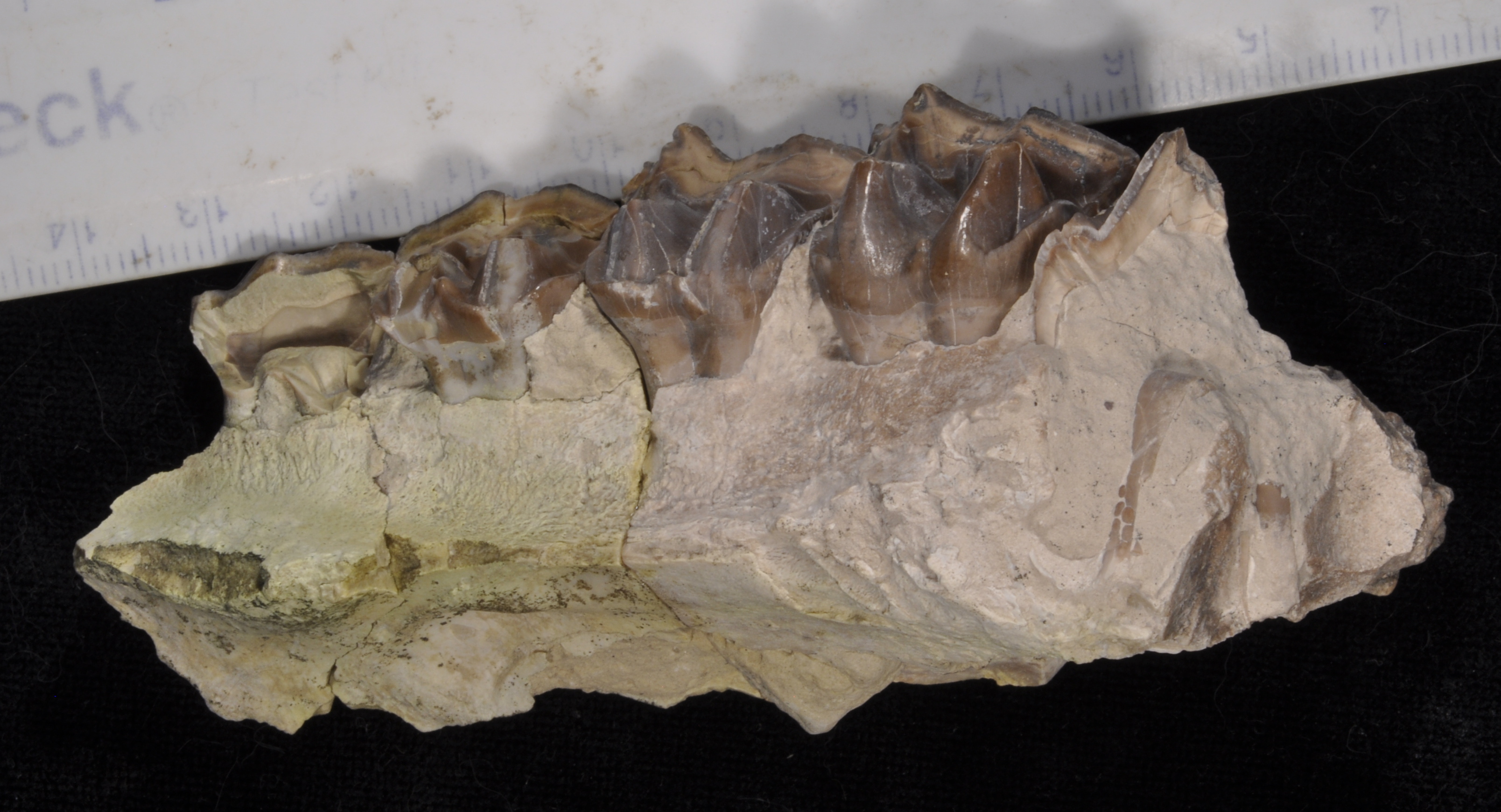 Hyracodon