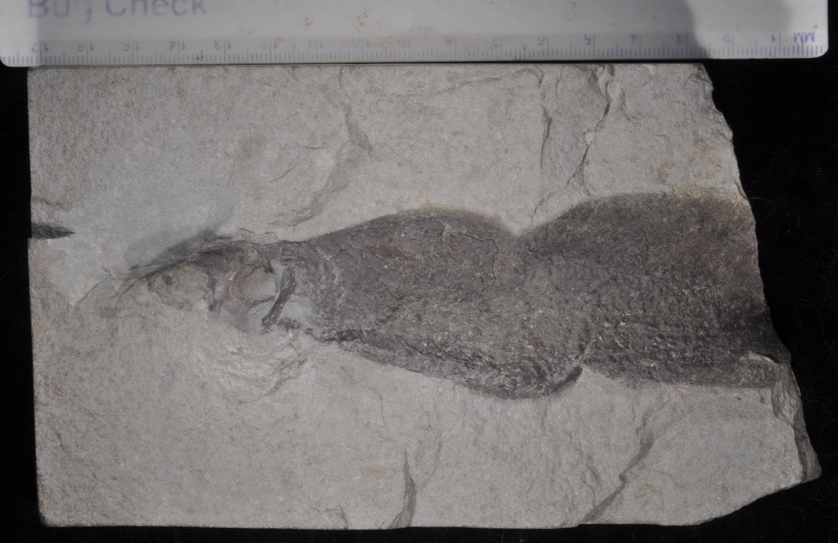 Scaumenacia