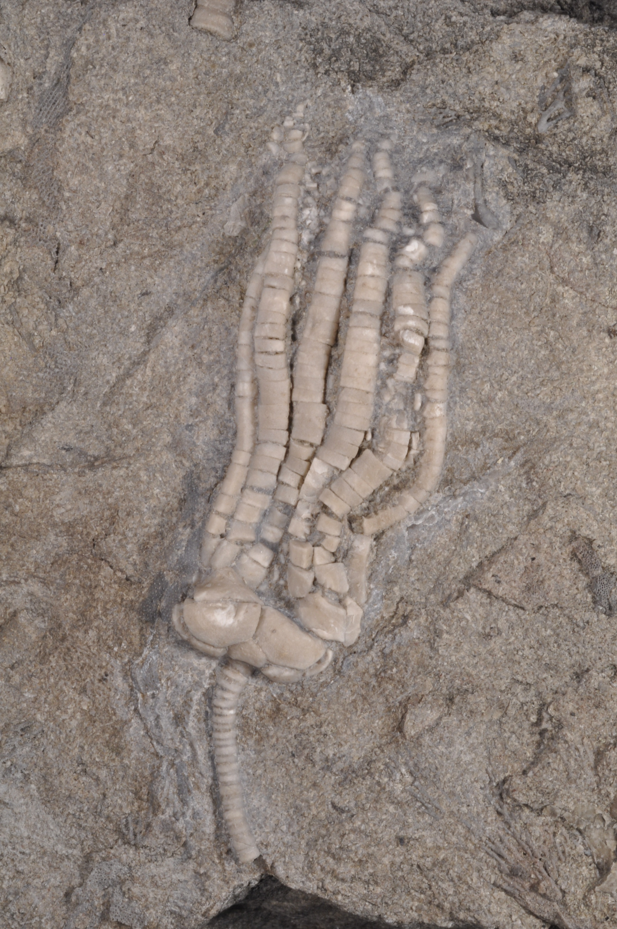 Phanocrinus