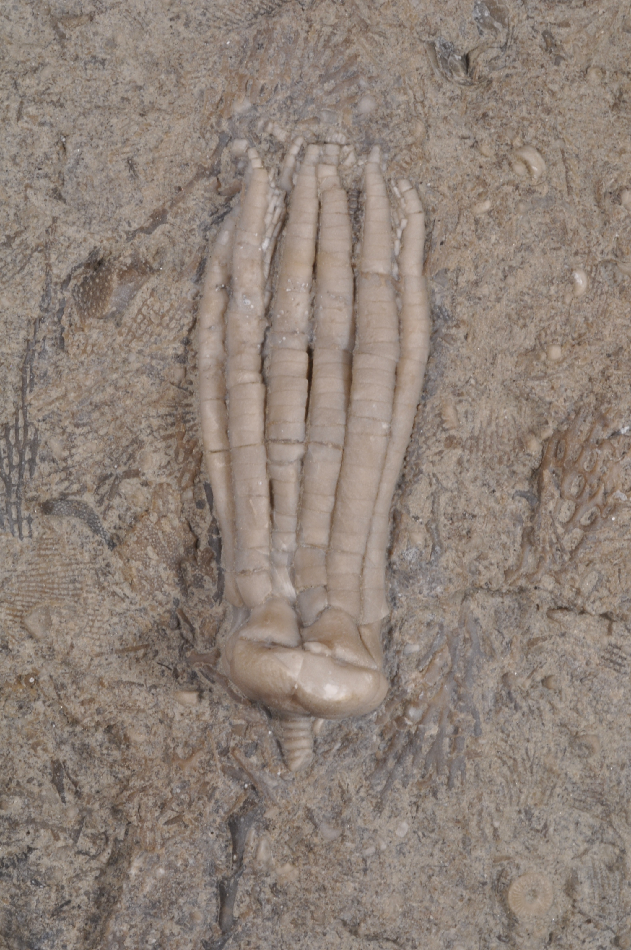 Phanocrinus