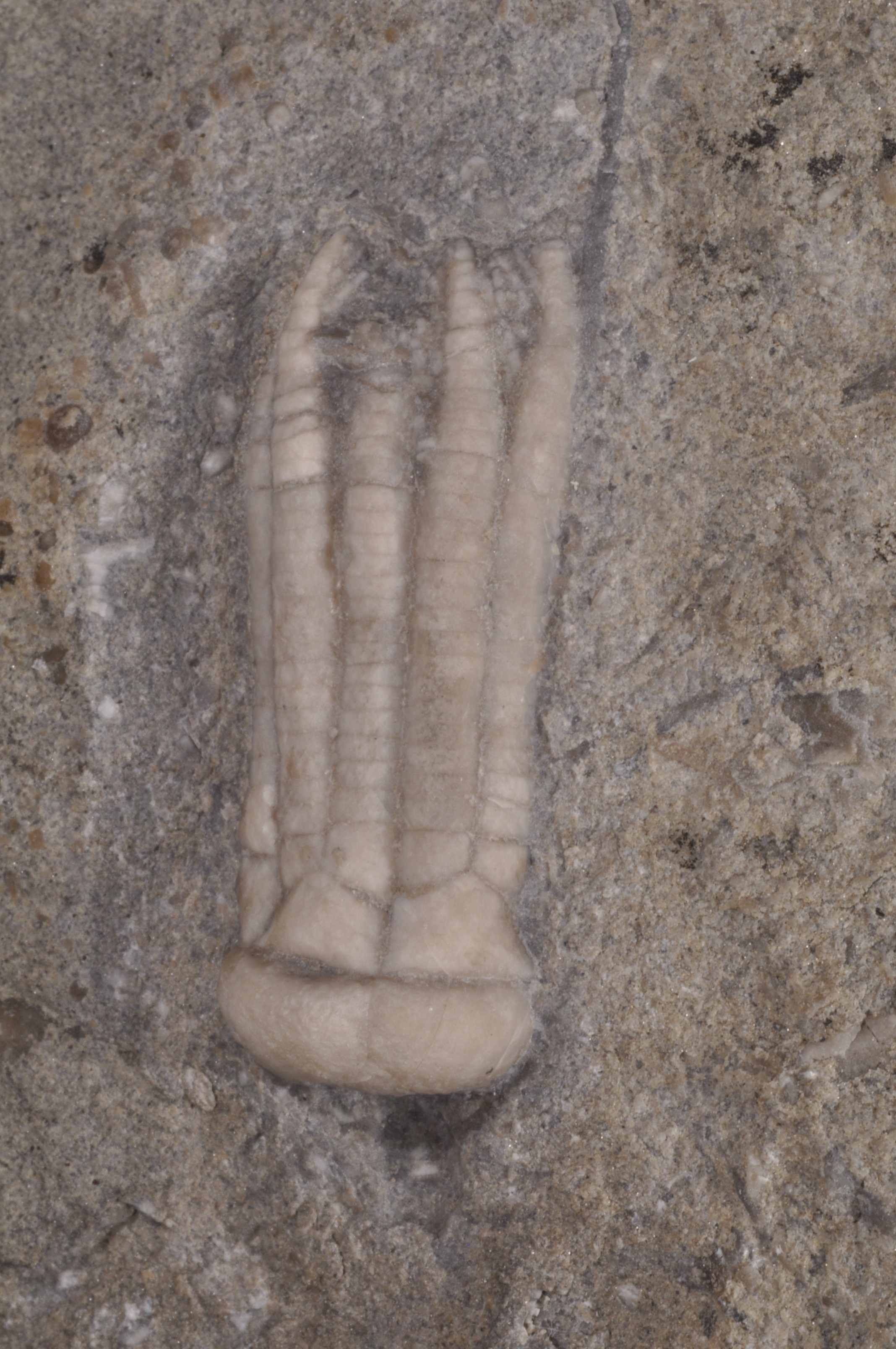 Phanocrinus