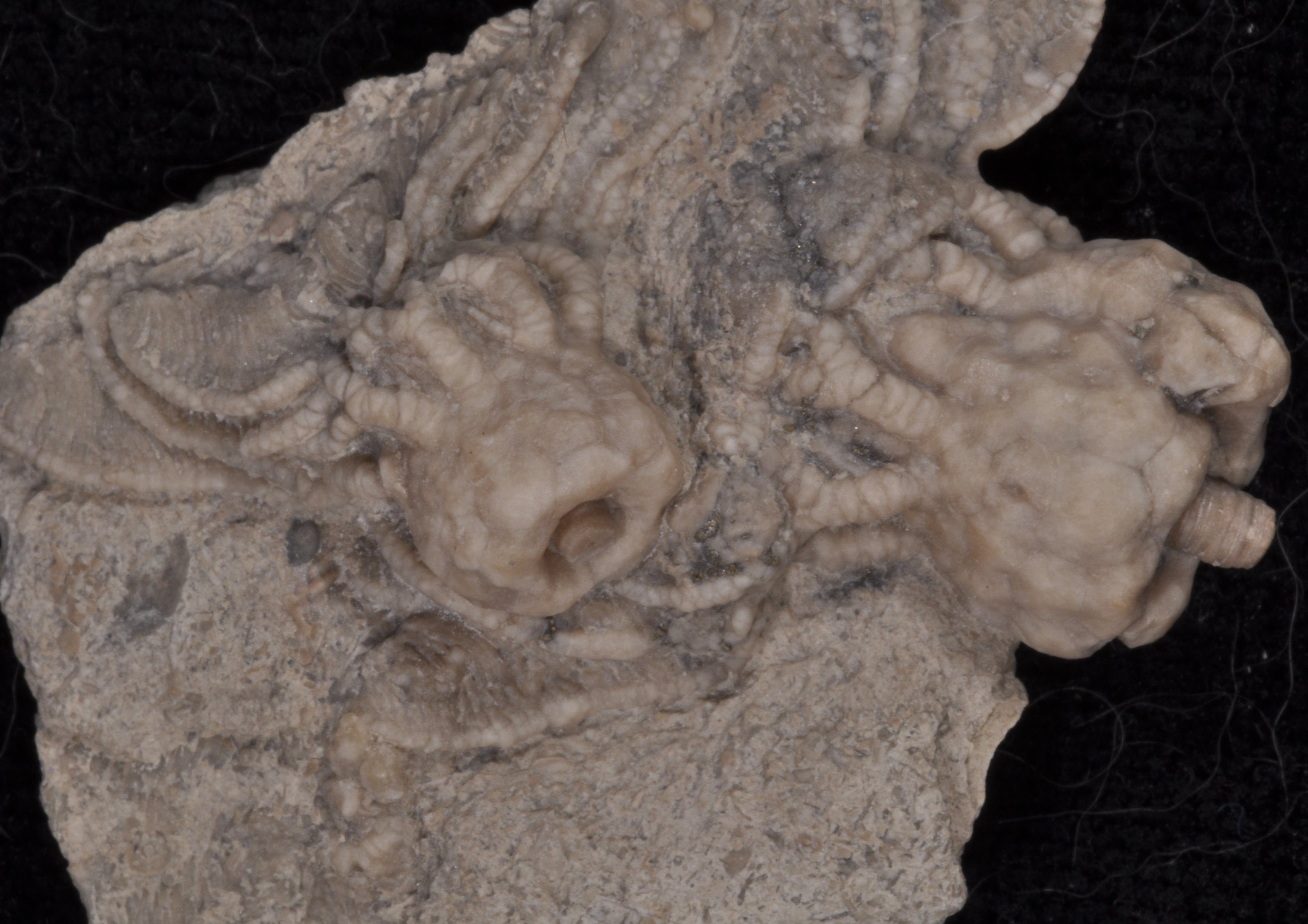Platycrinites