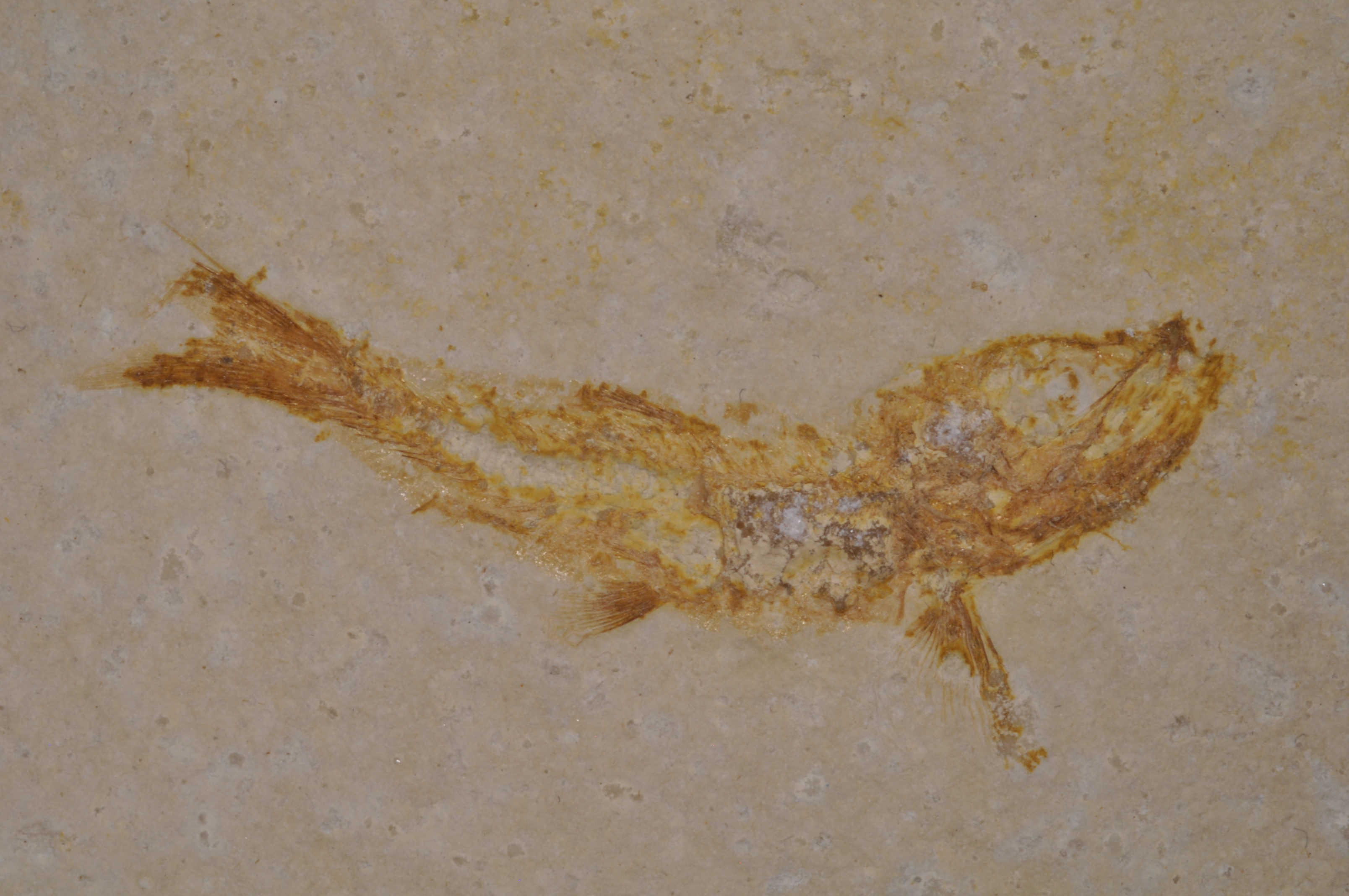 Leptolepides