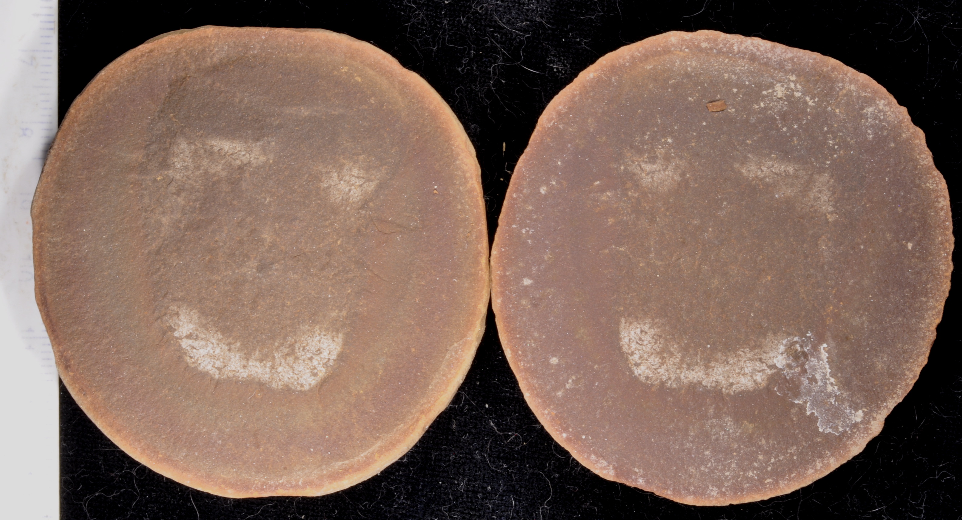Essexella