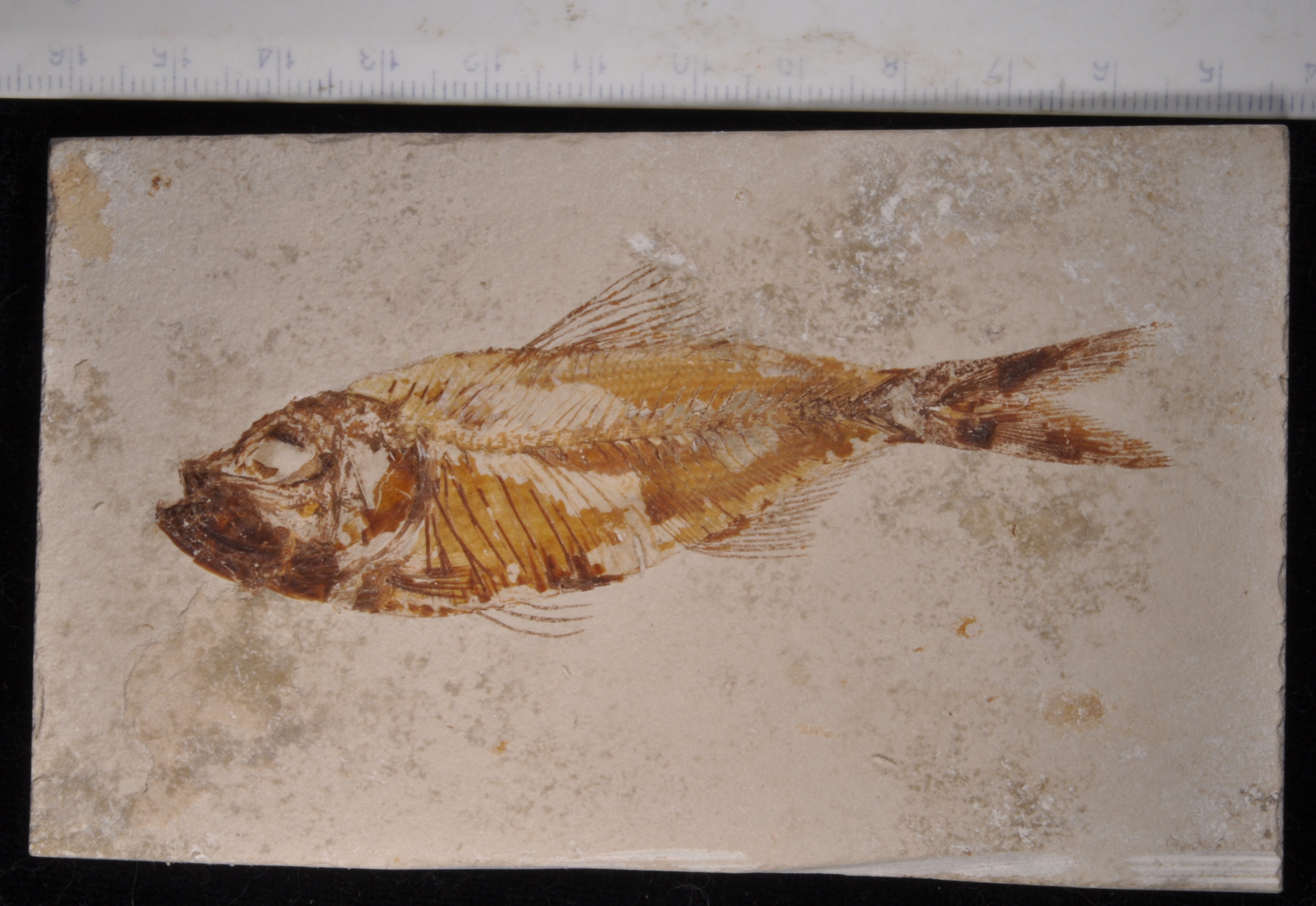 Armigatus