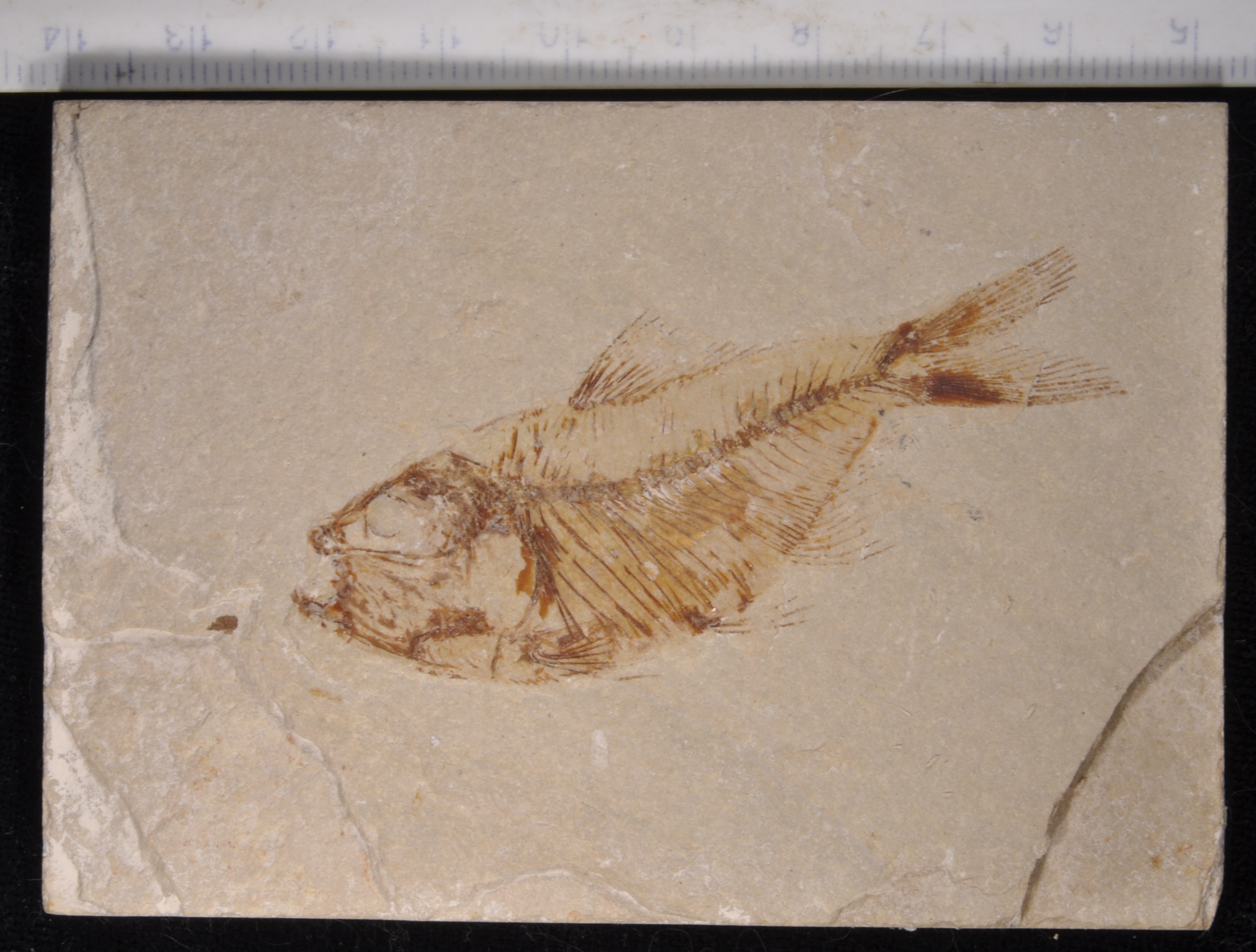 Armigatus
