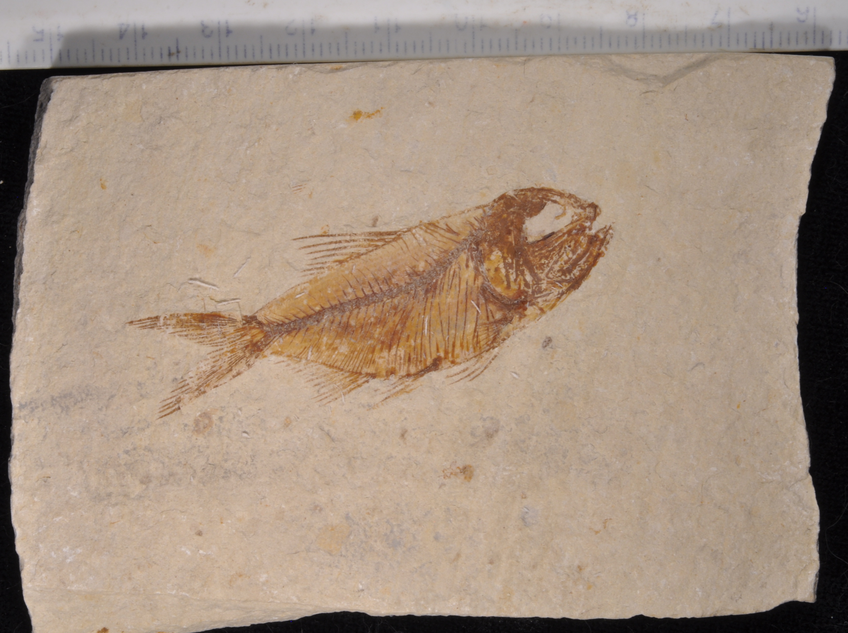 Armigatus