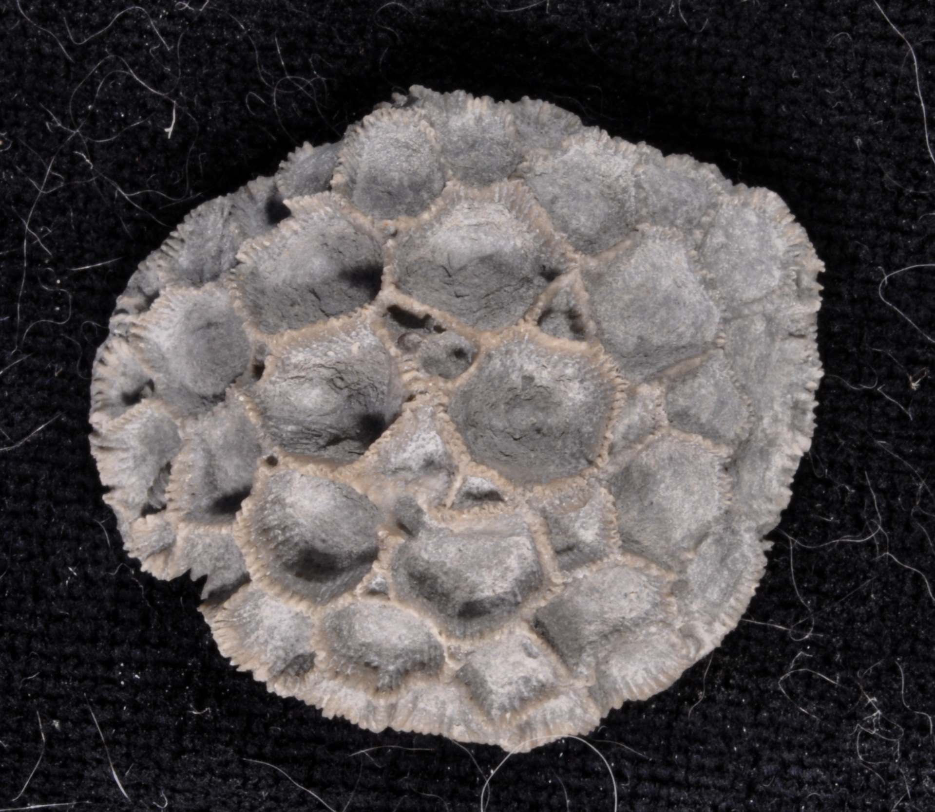 Pleurodictyum