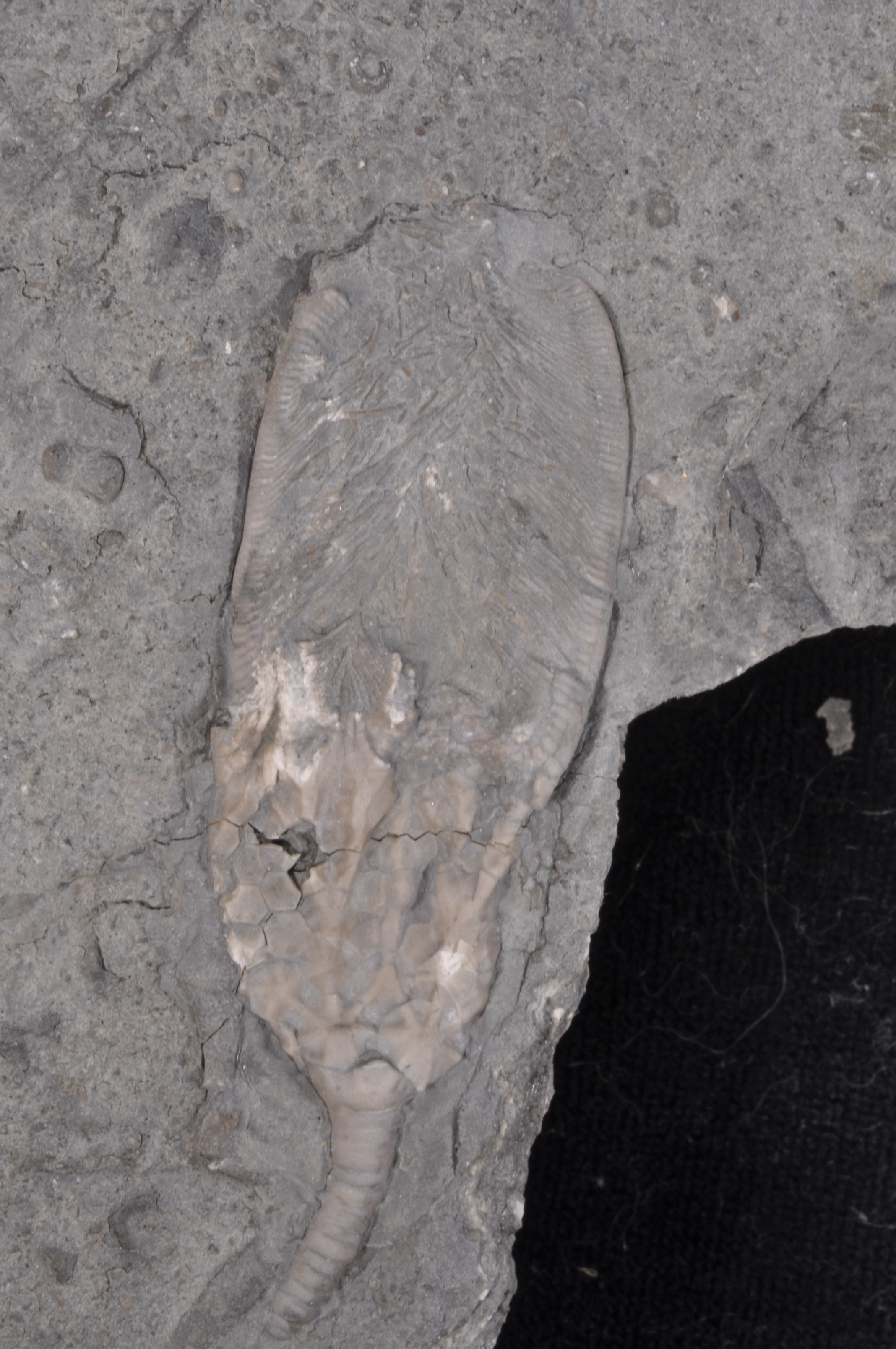 Periglyptocrinus