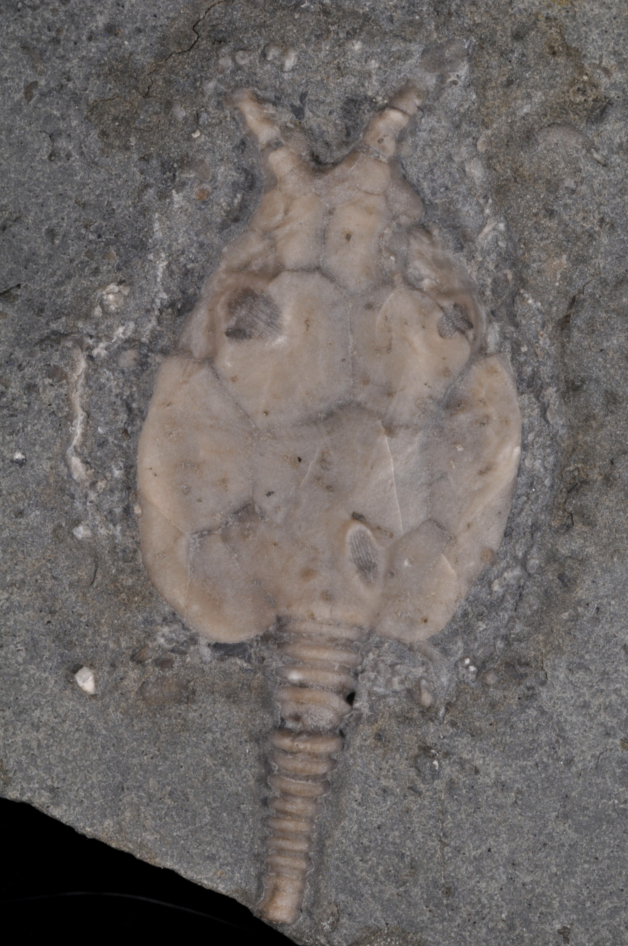 Pleurocystites
