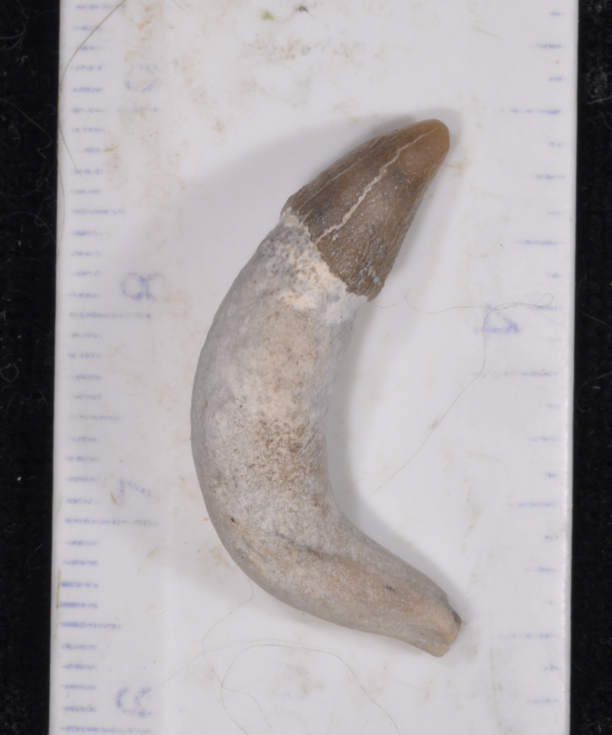 Dolphin Tooth