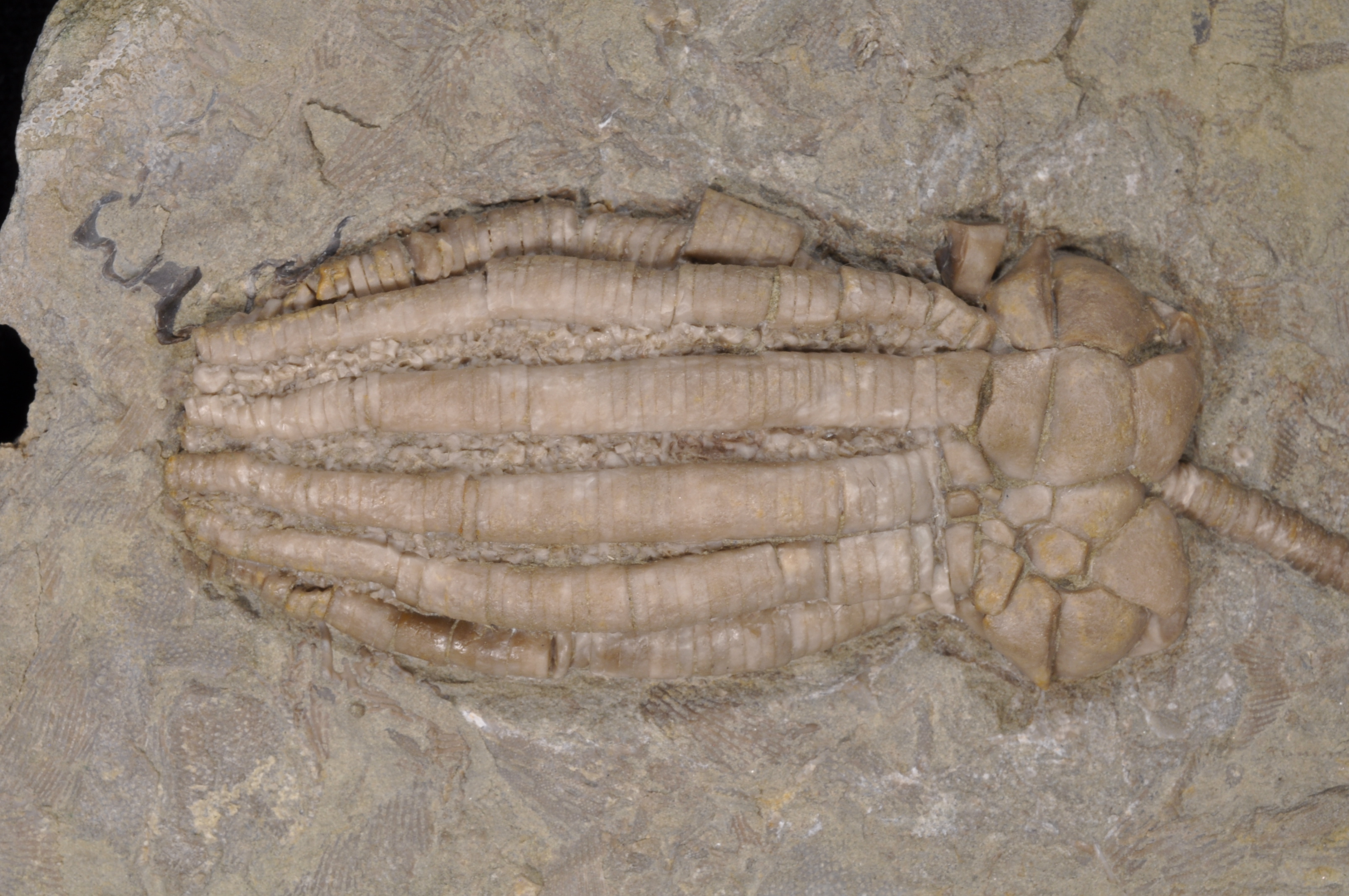 Phanocrinus