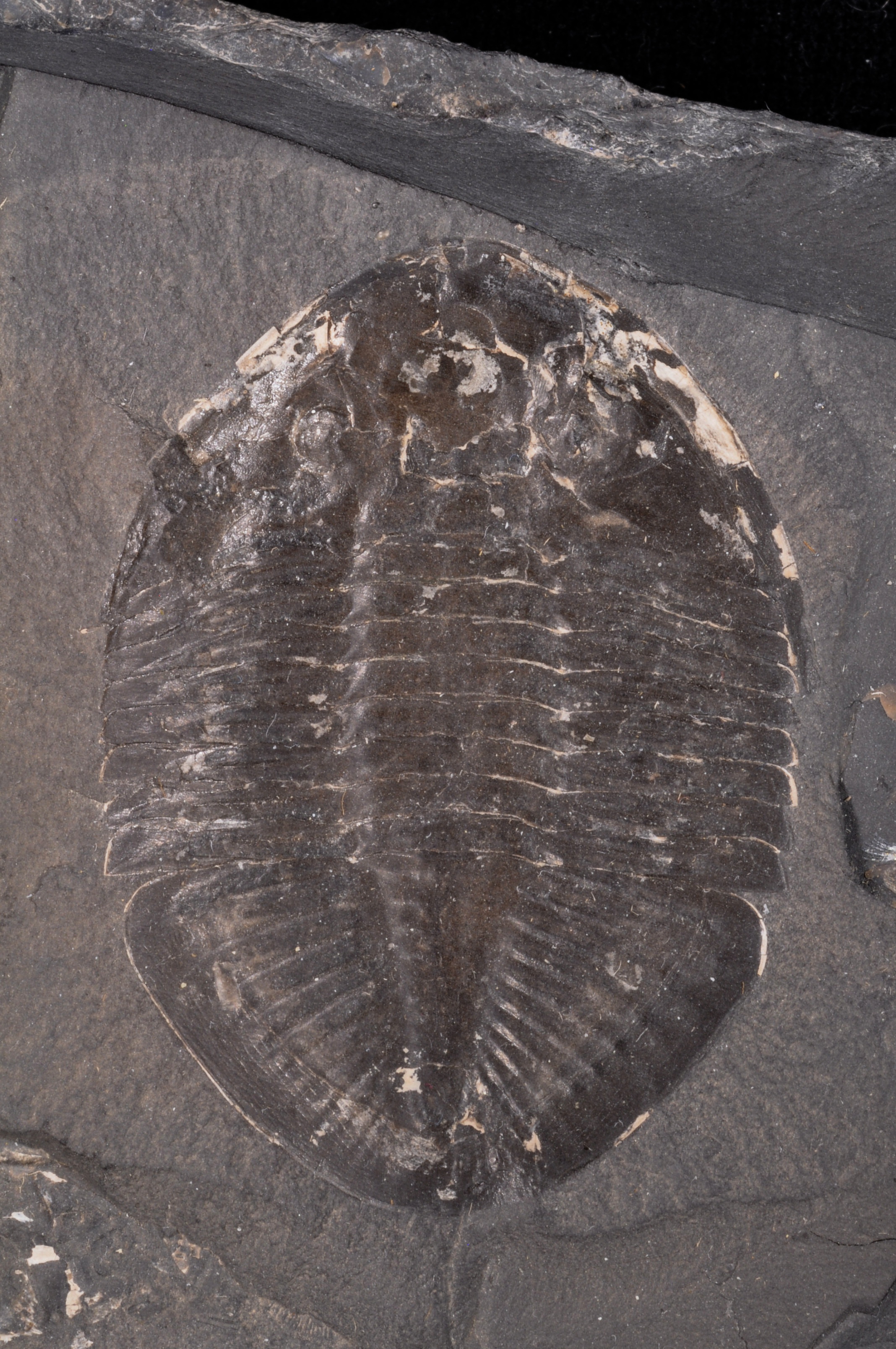 Pseudogygites
