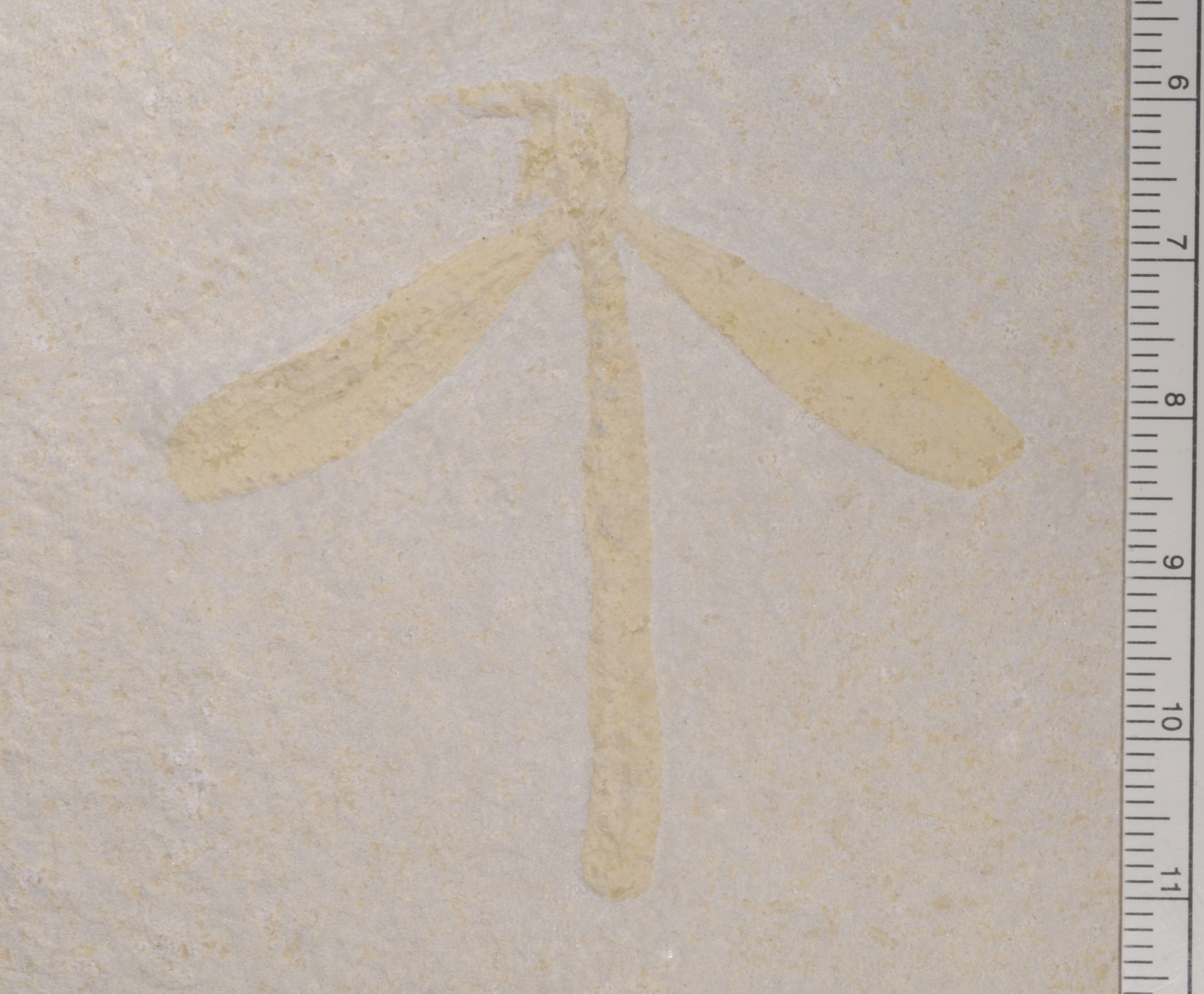 Libellulium