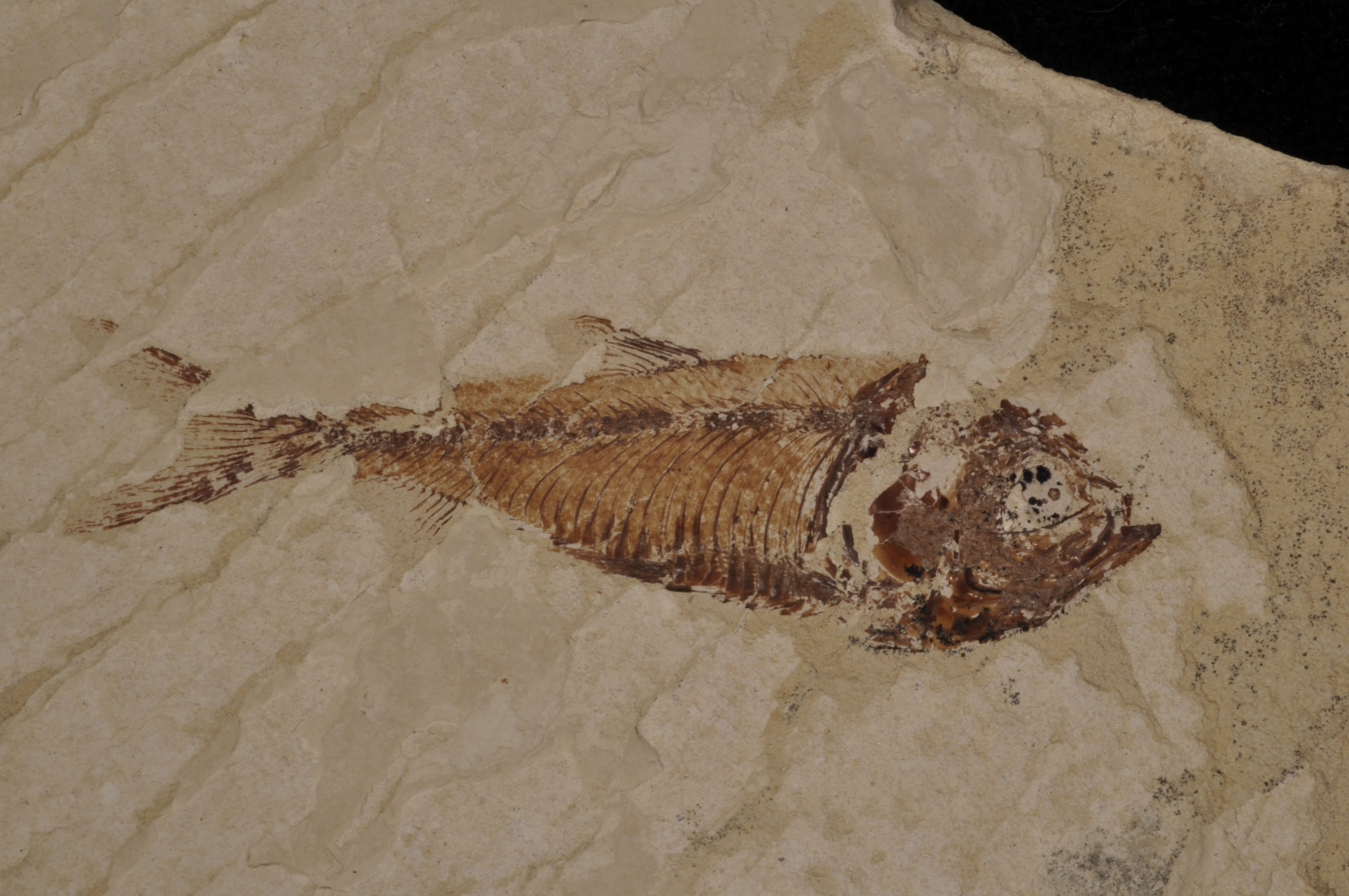 Gosuitichthys