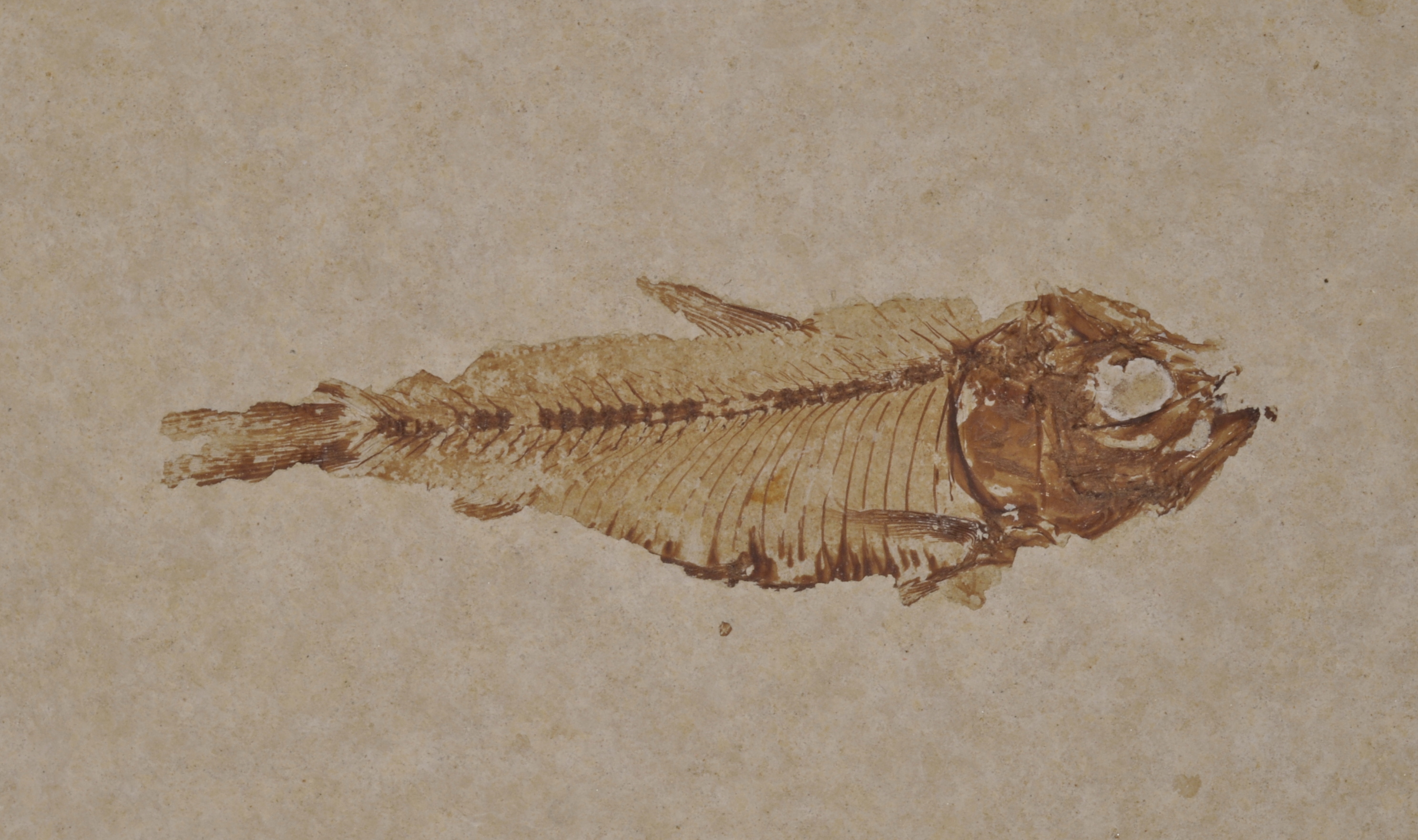 Gosuitichthys