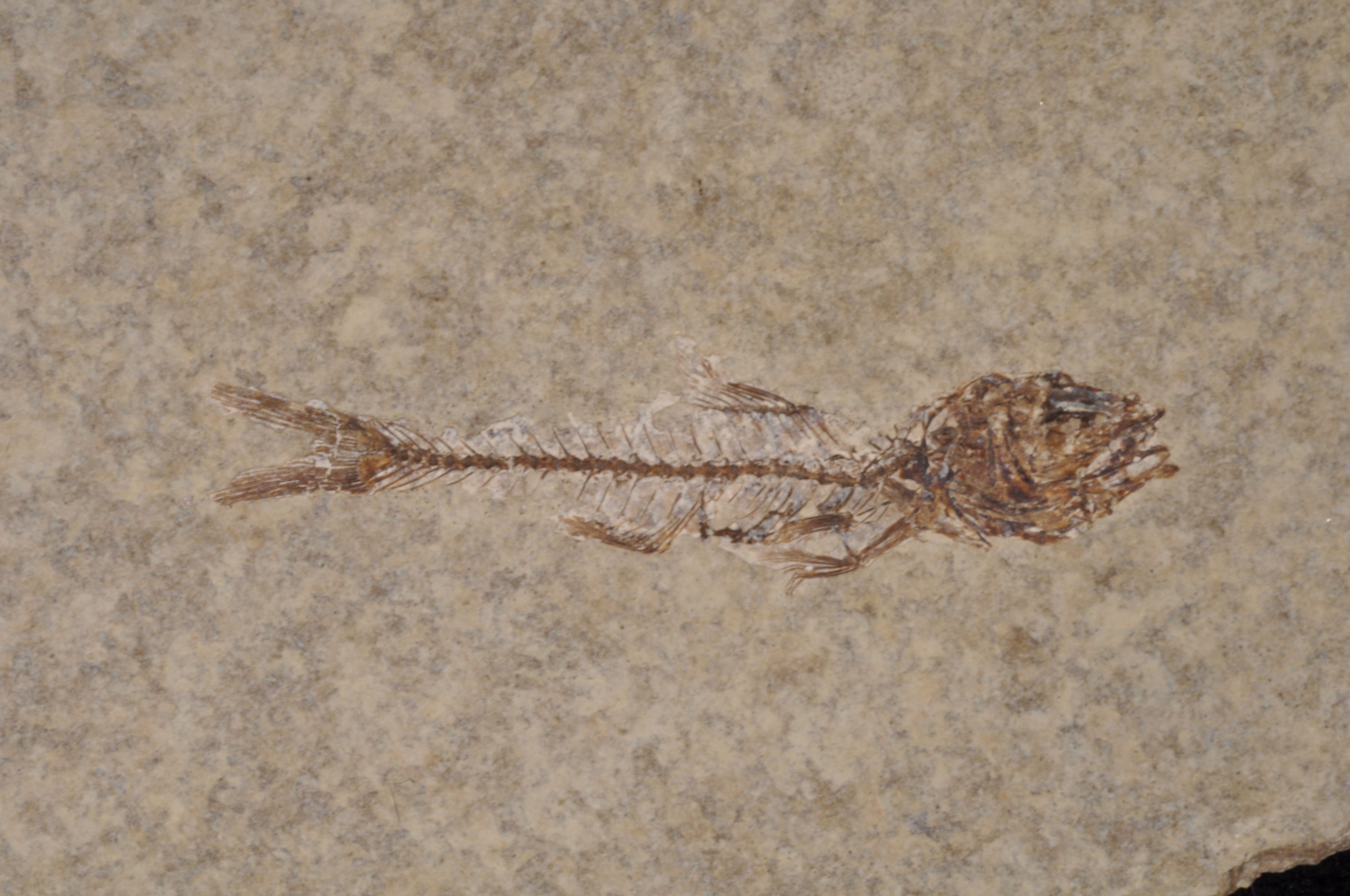 Erismatopterus