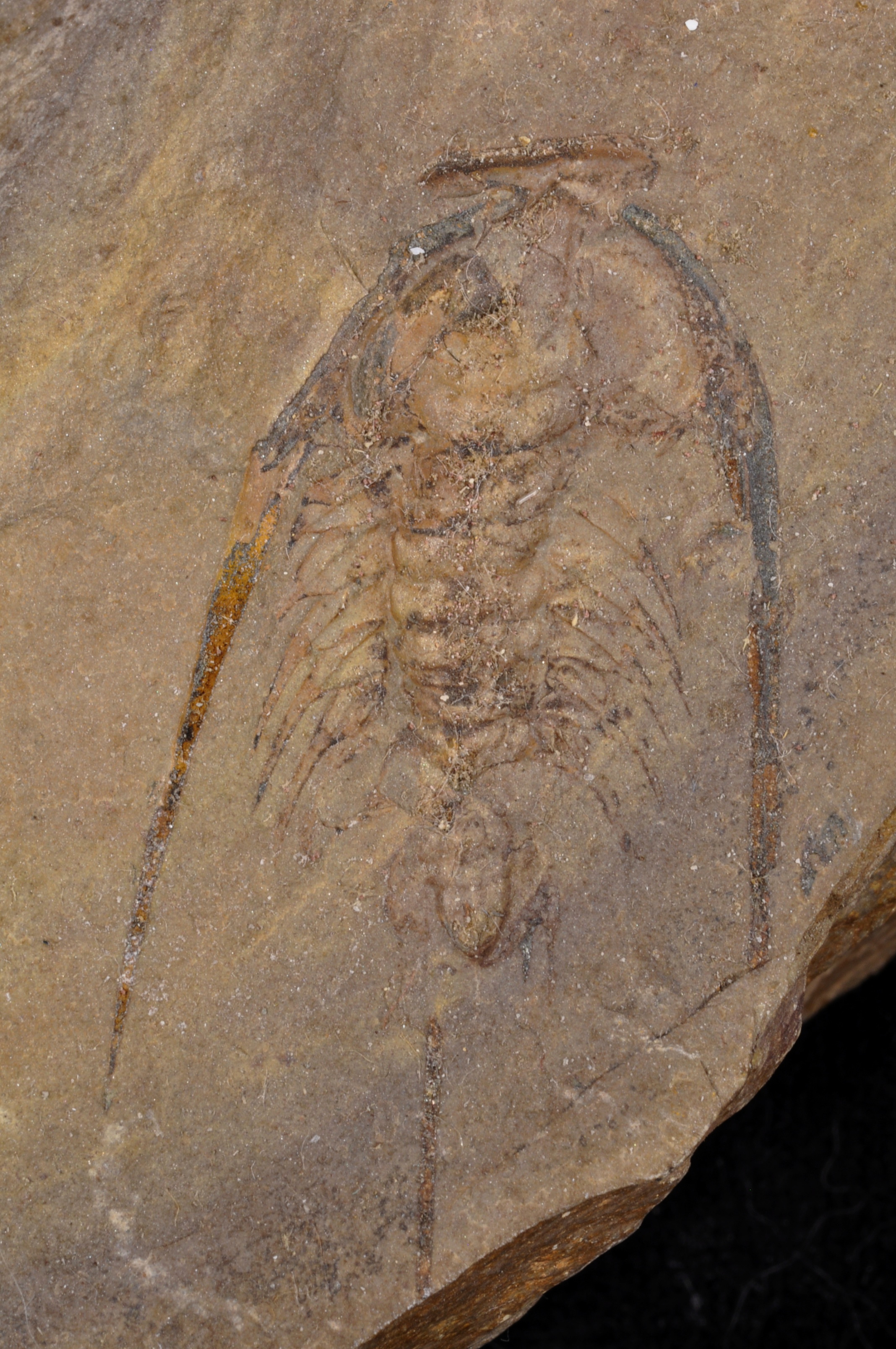 Zacanthoides