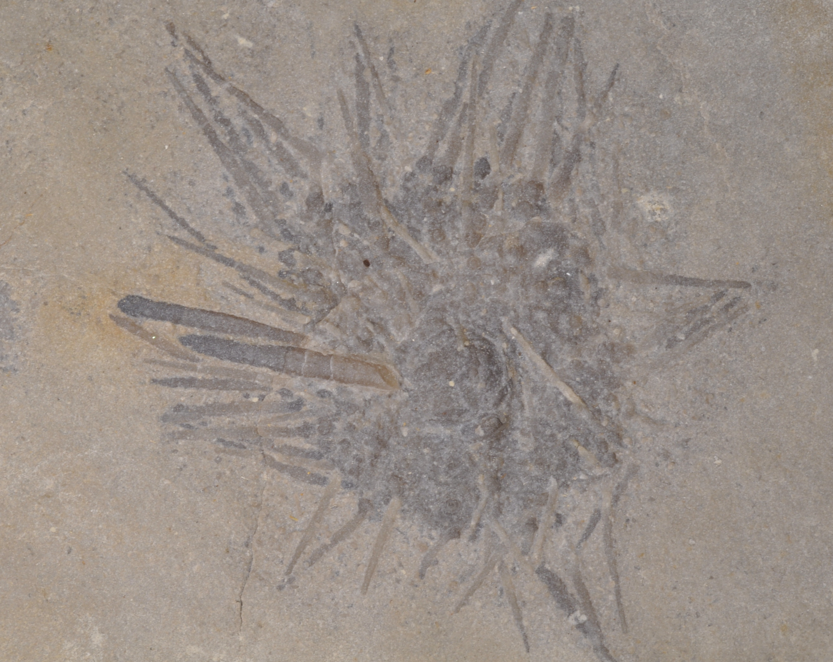 Archaeocidaris