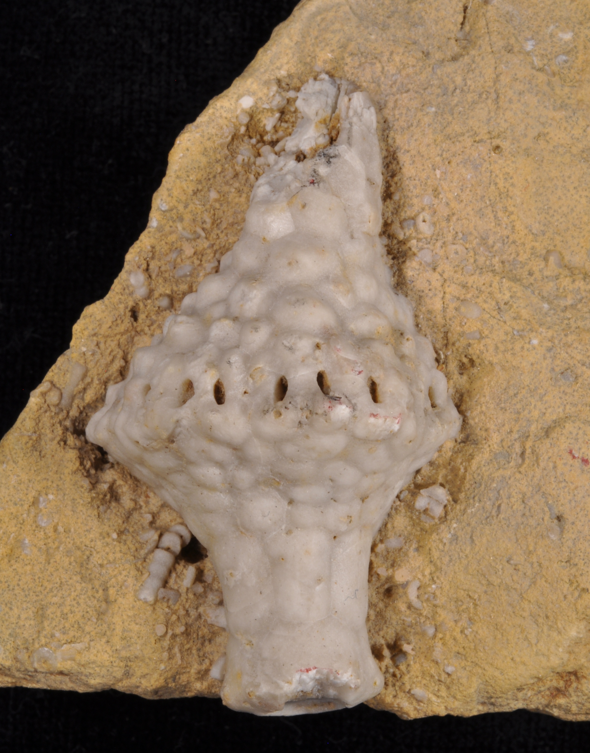Uperocrinus