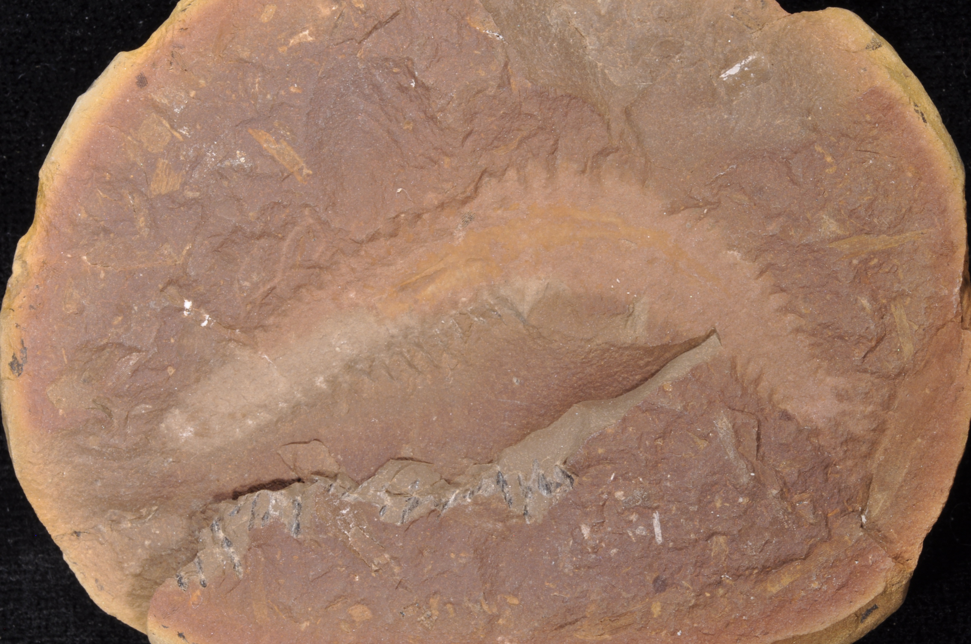 Esconites