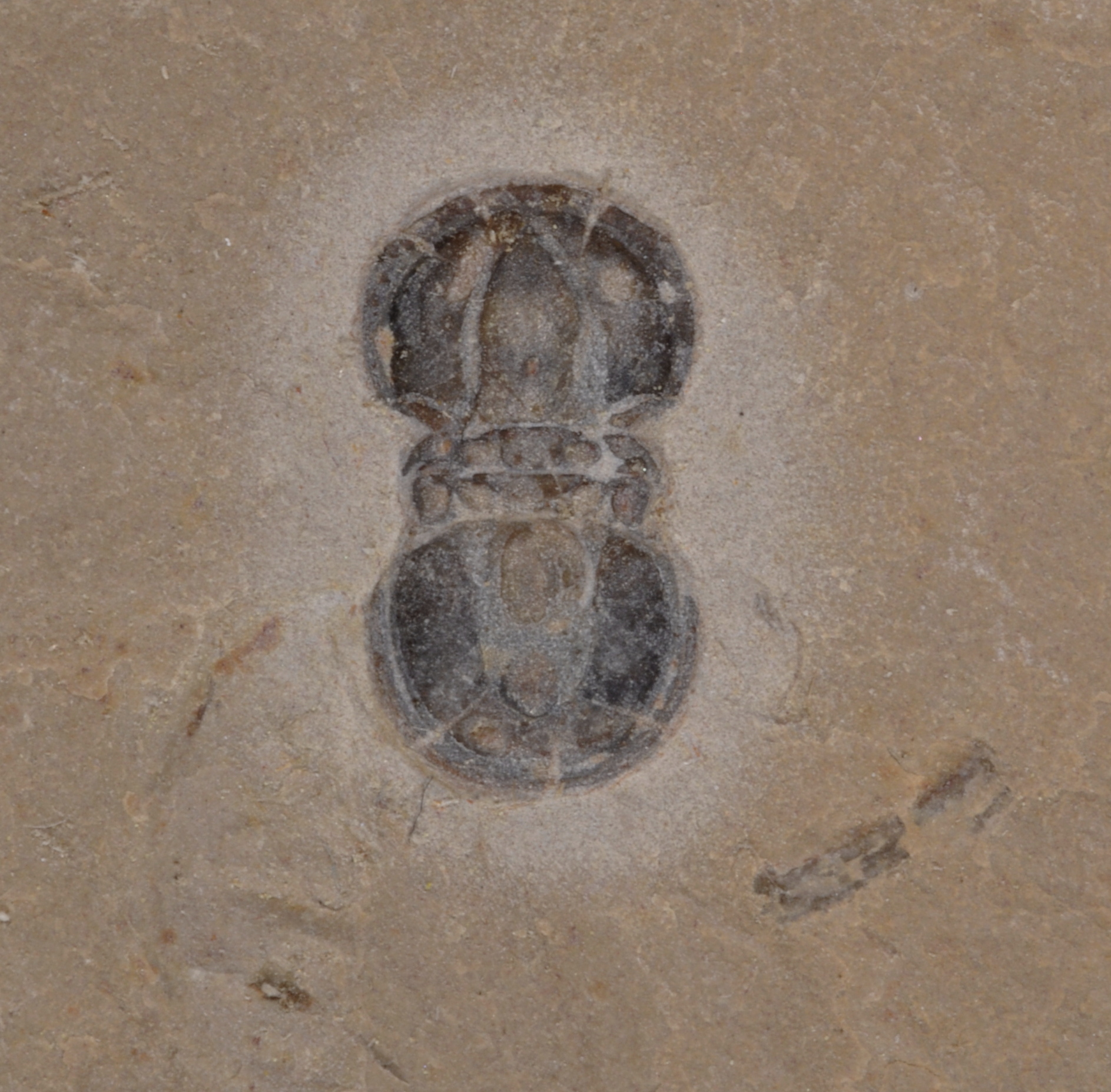 Itagnostus
