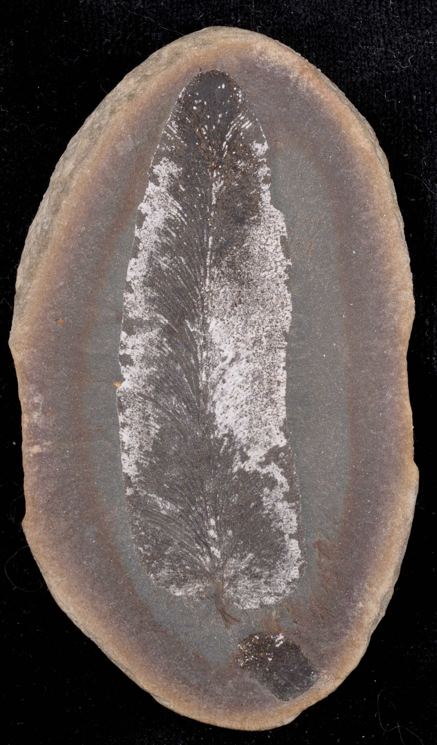 Macroneuropteris