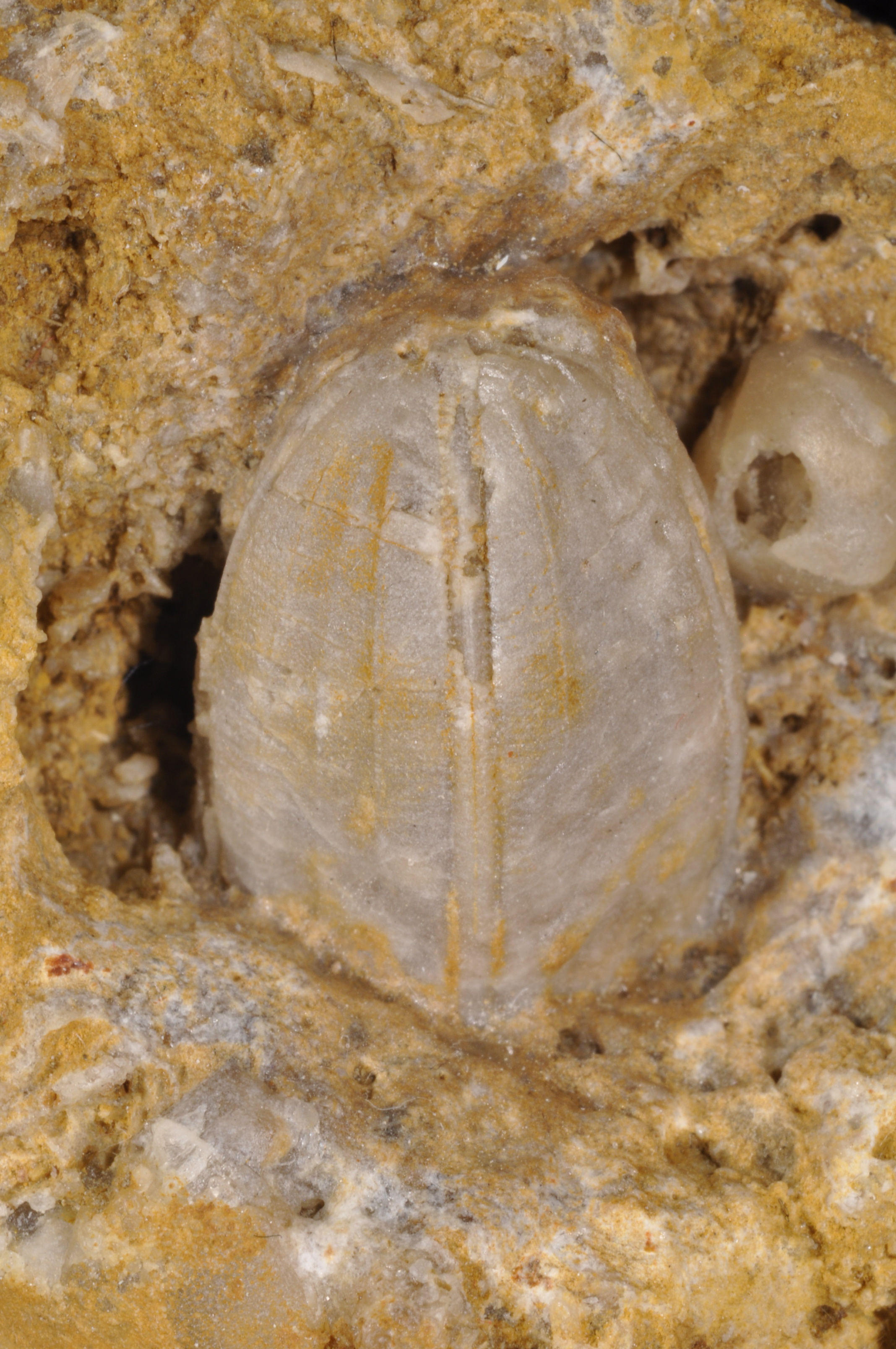 Nucleocrinus