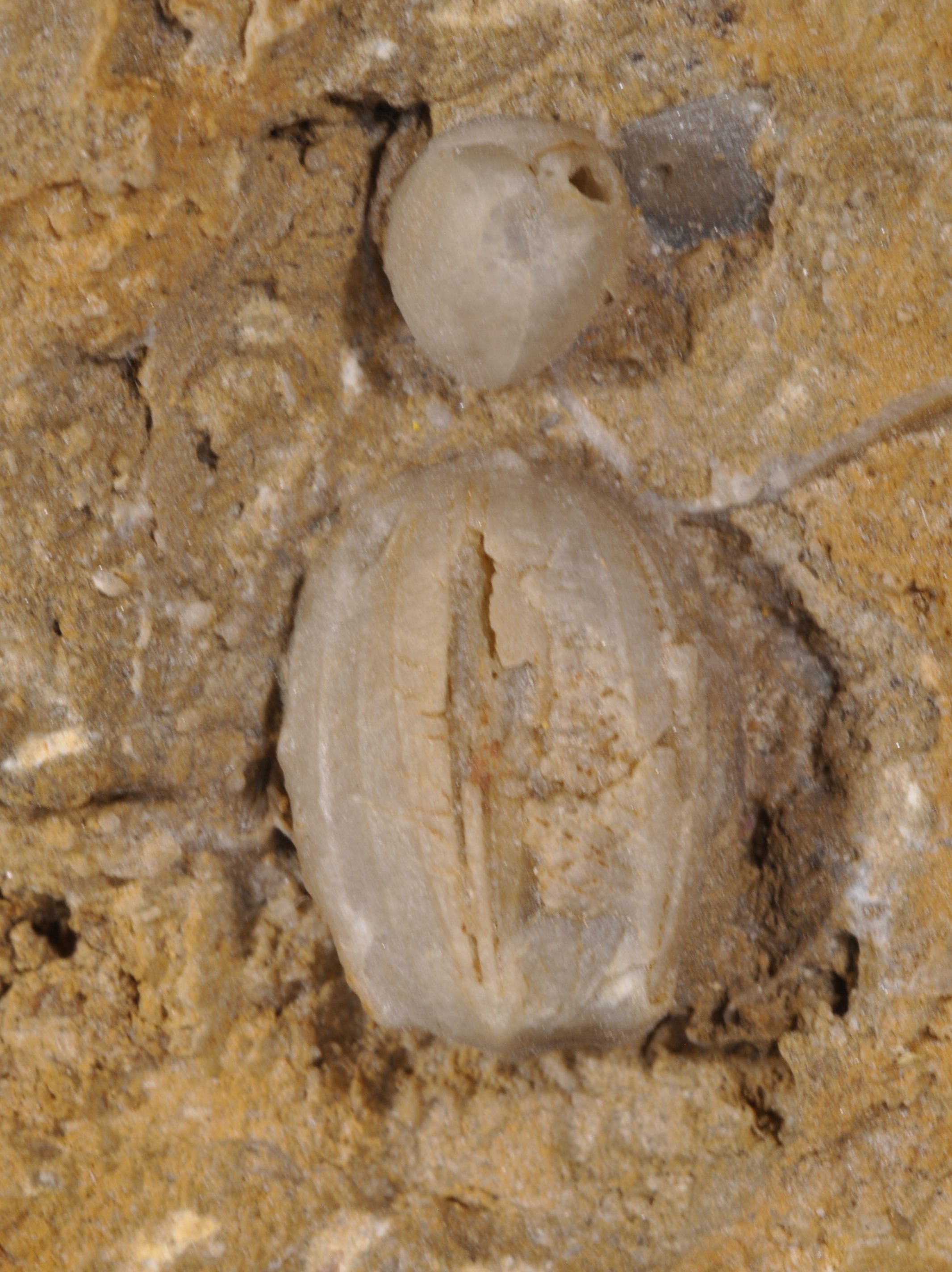 Nucleocrinus
