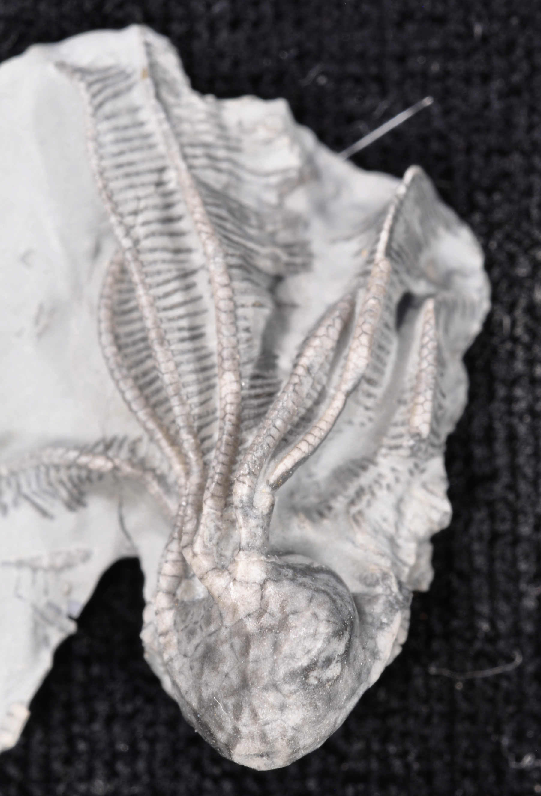 Corocrinus