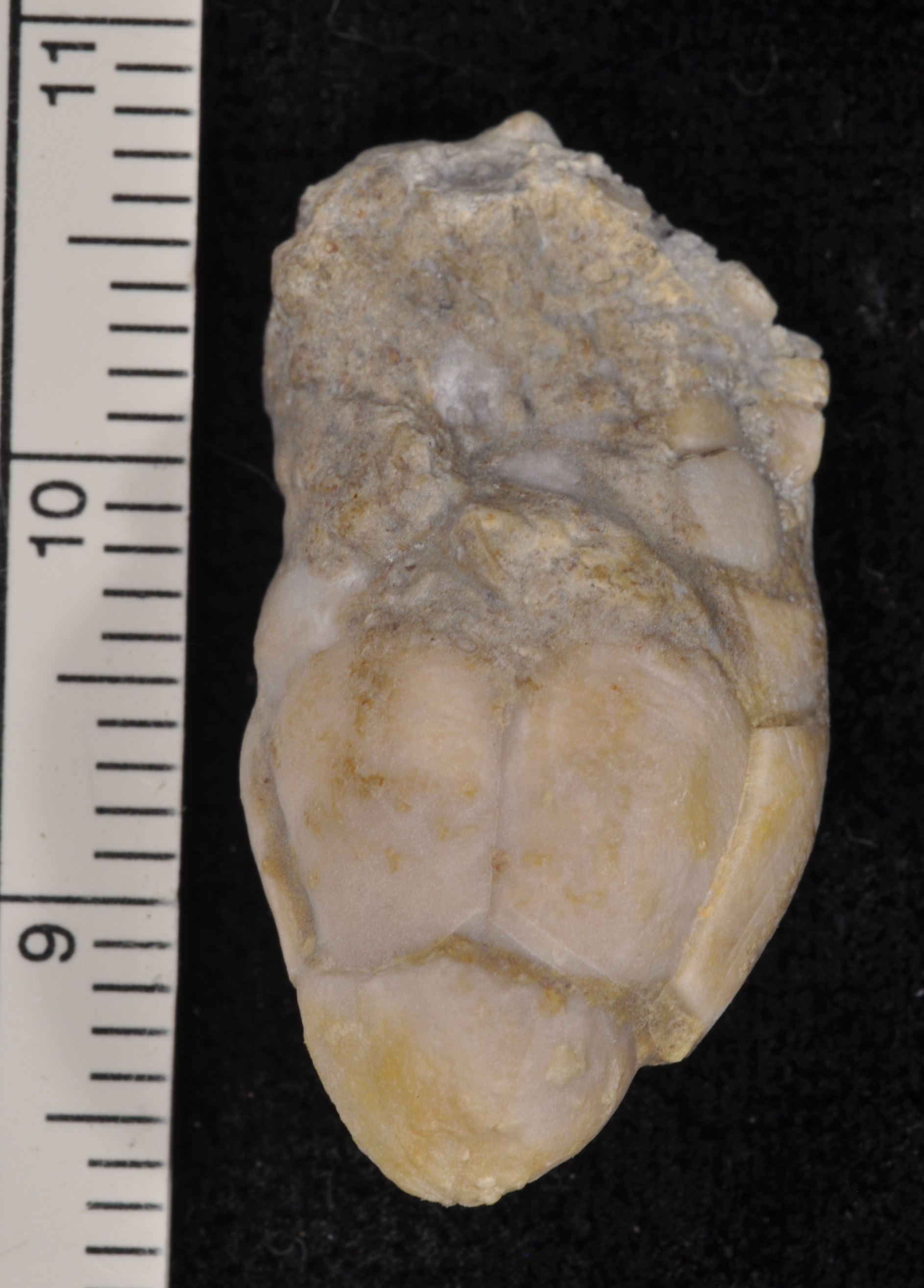 Agassizocrinus