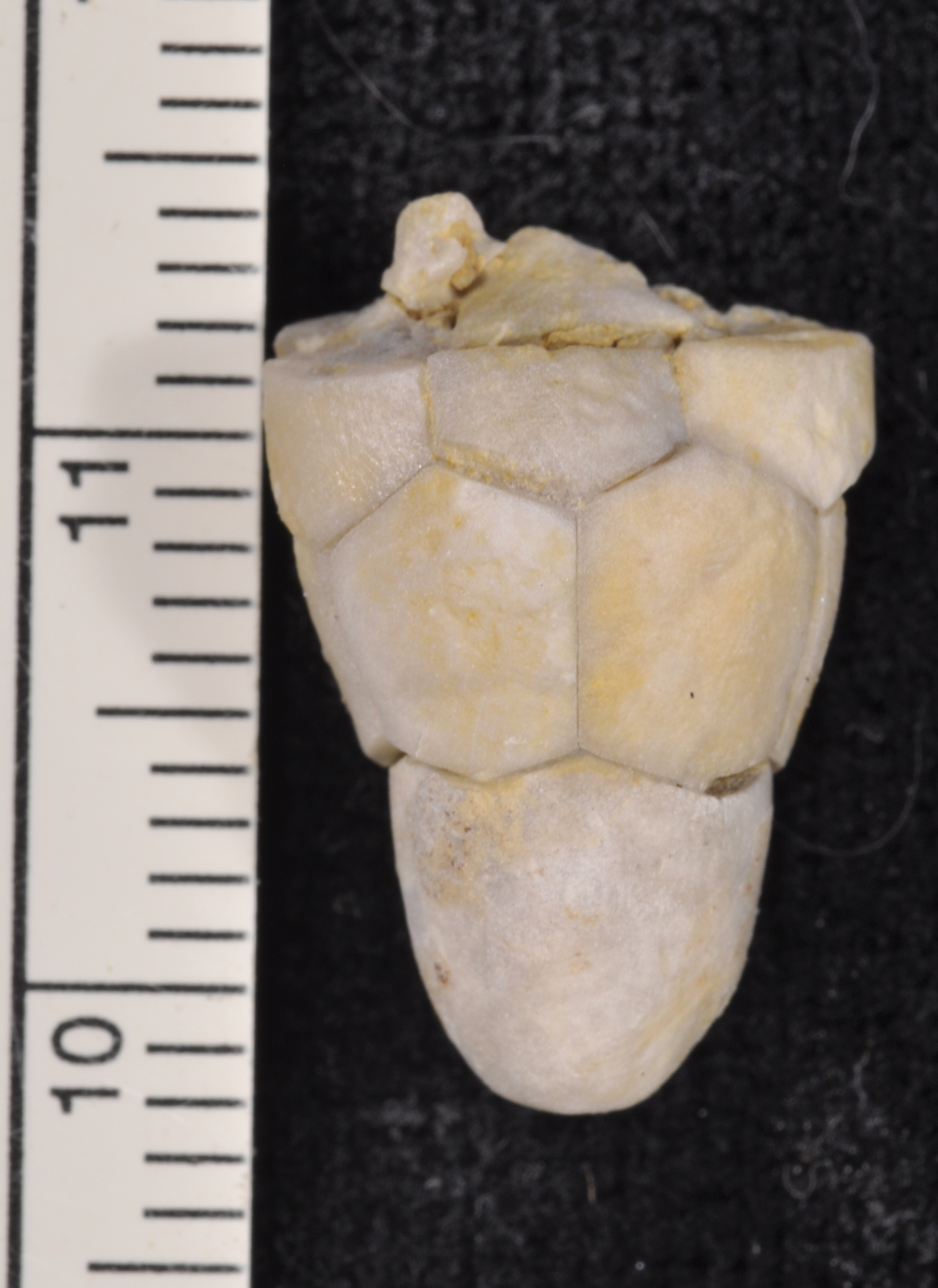 Agassizocrinus