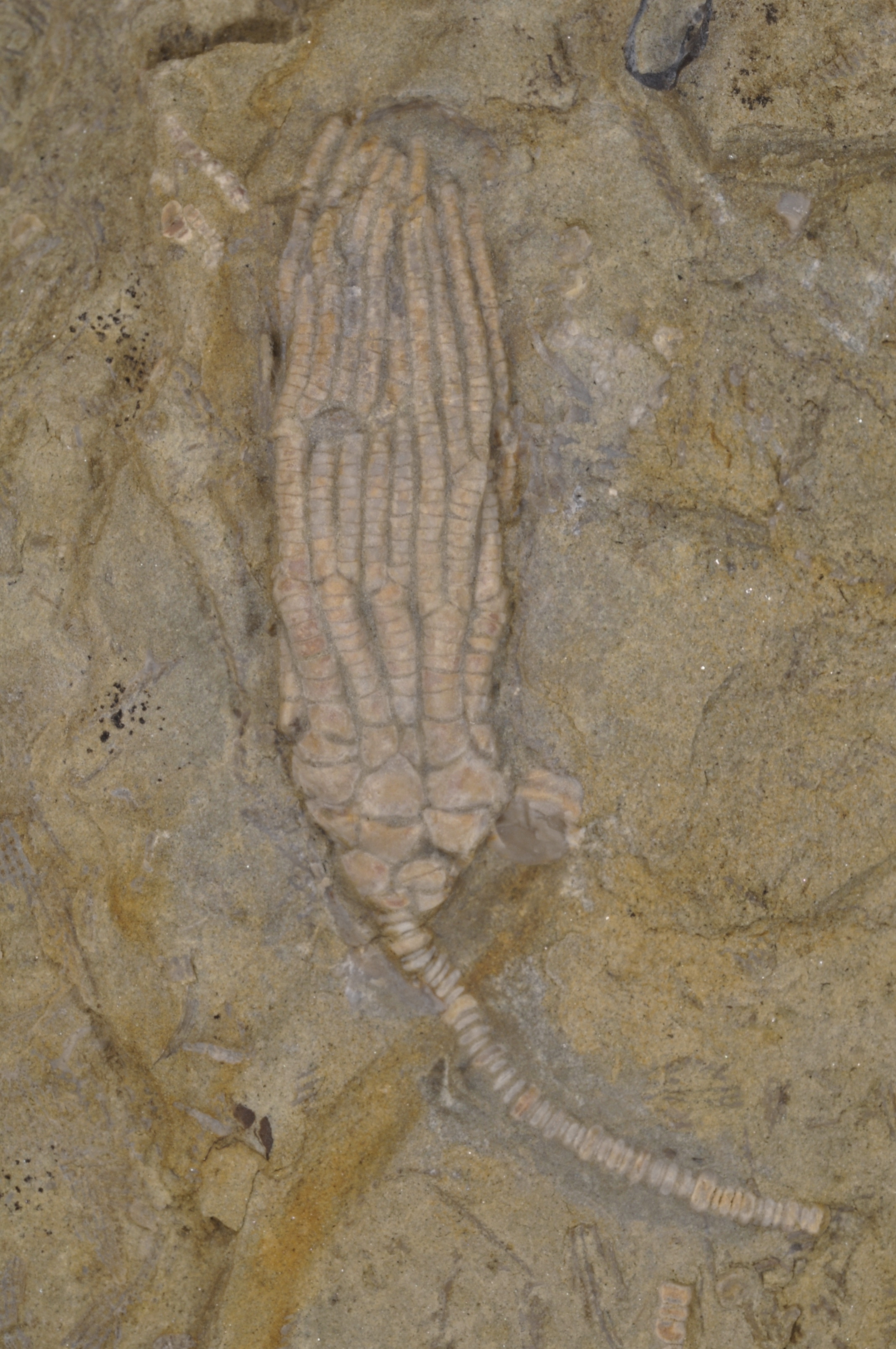 Aphelecrinus