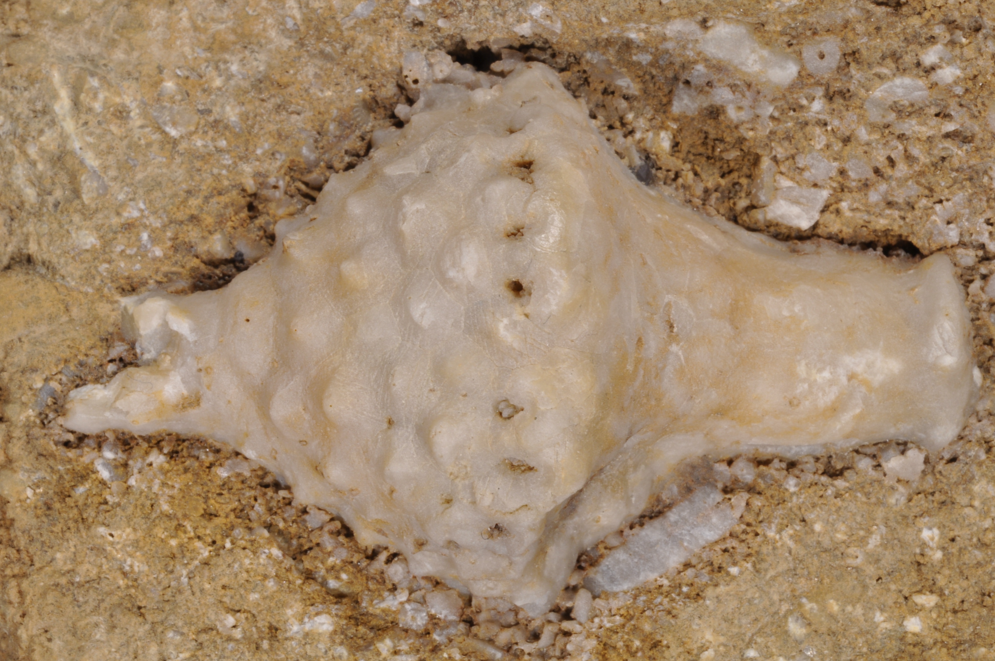 Uperocrinus
