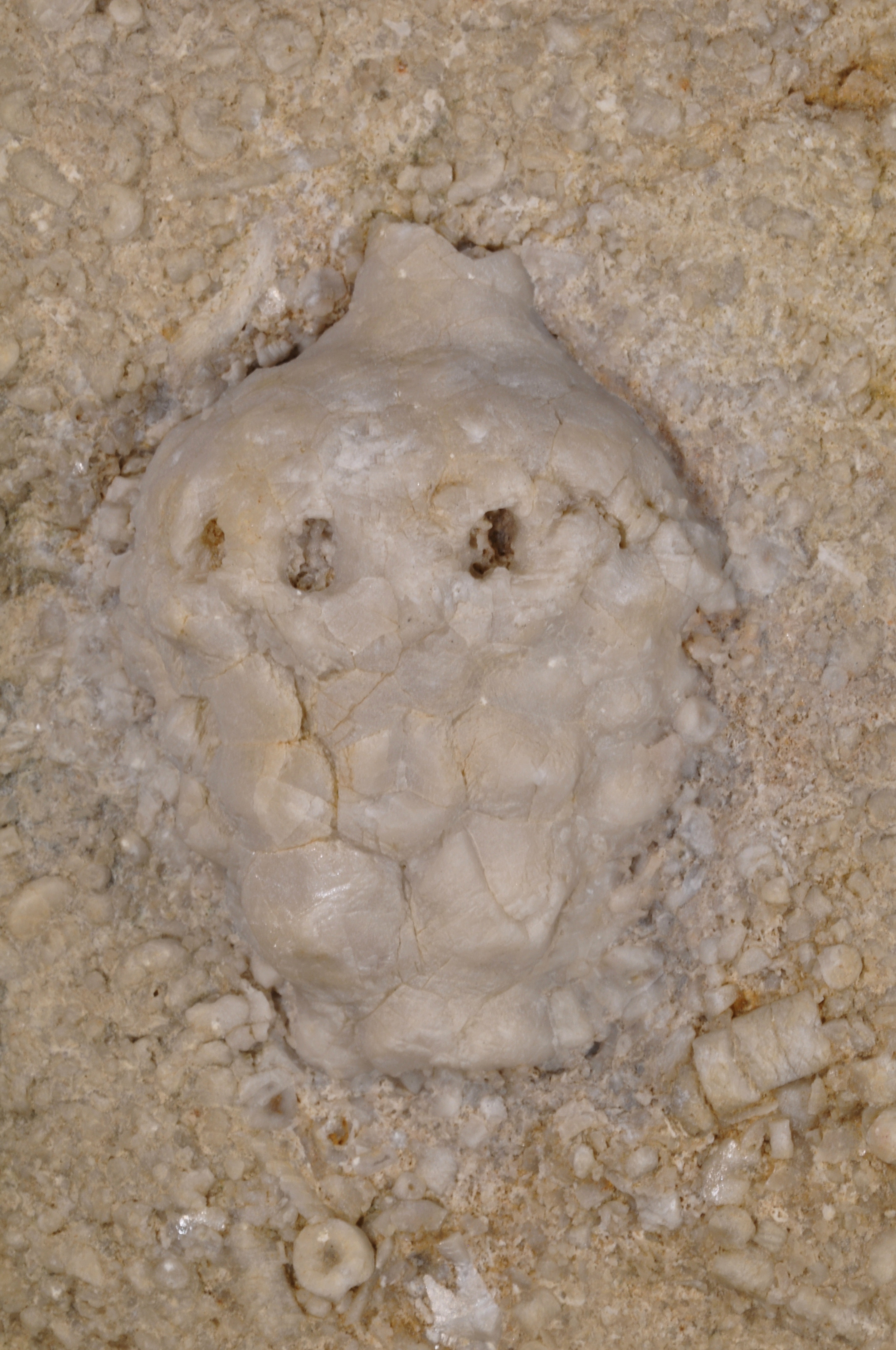 Teleiocrinus