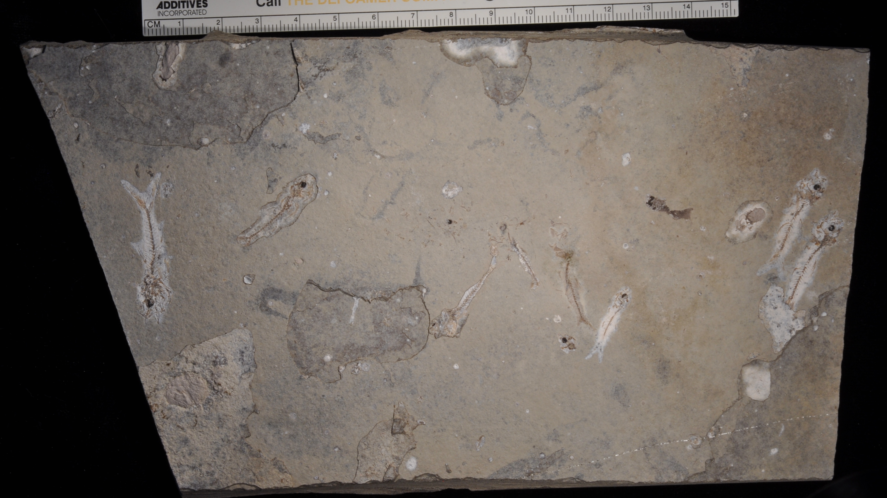 Erismatopterus